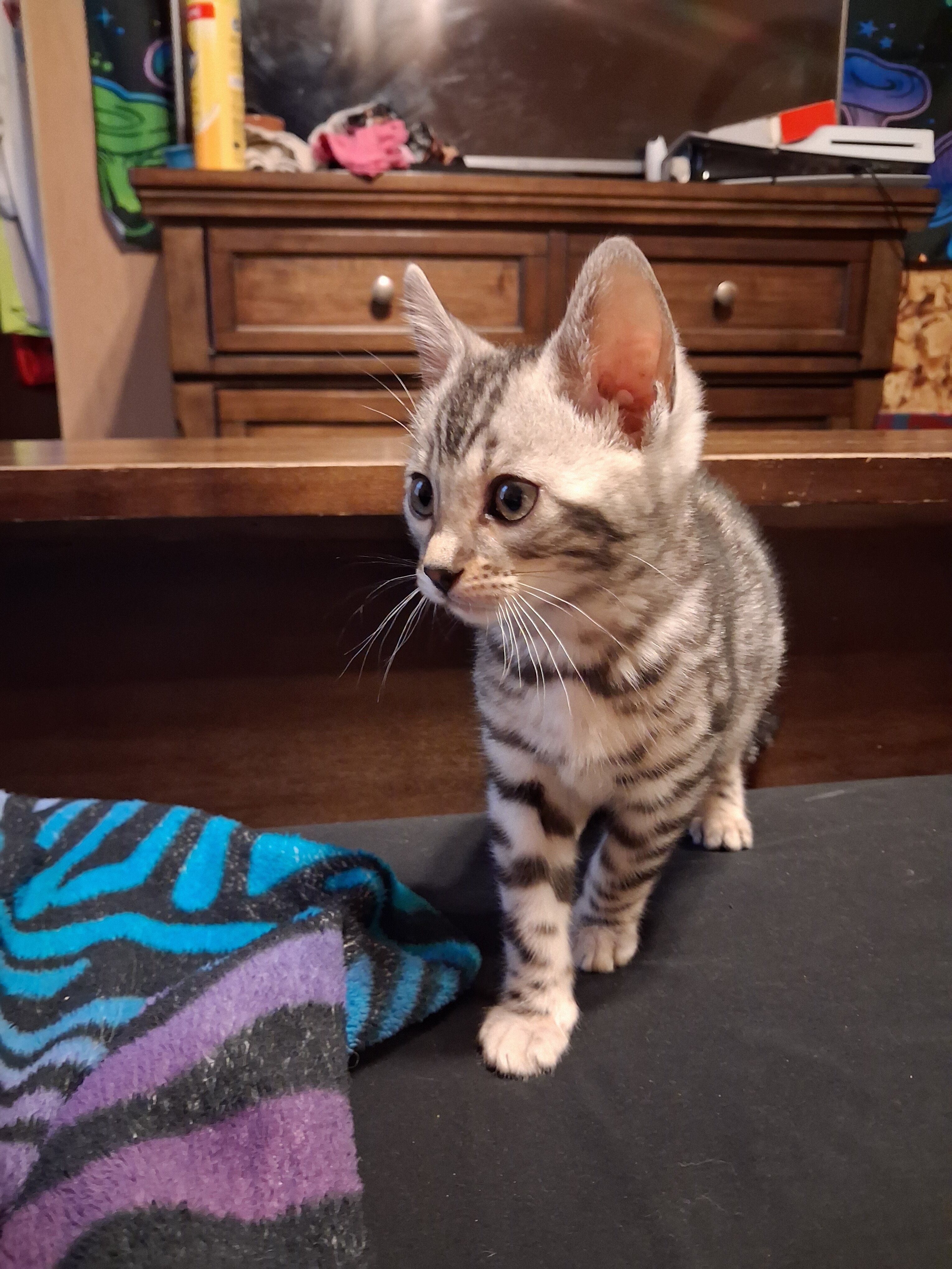 Bengal kittens image 9