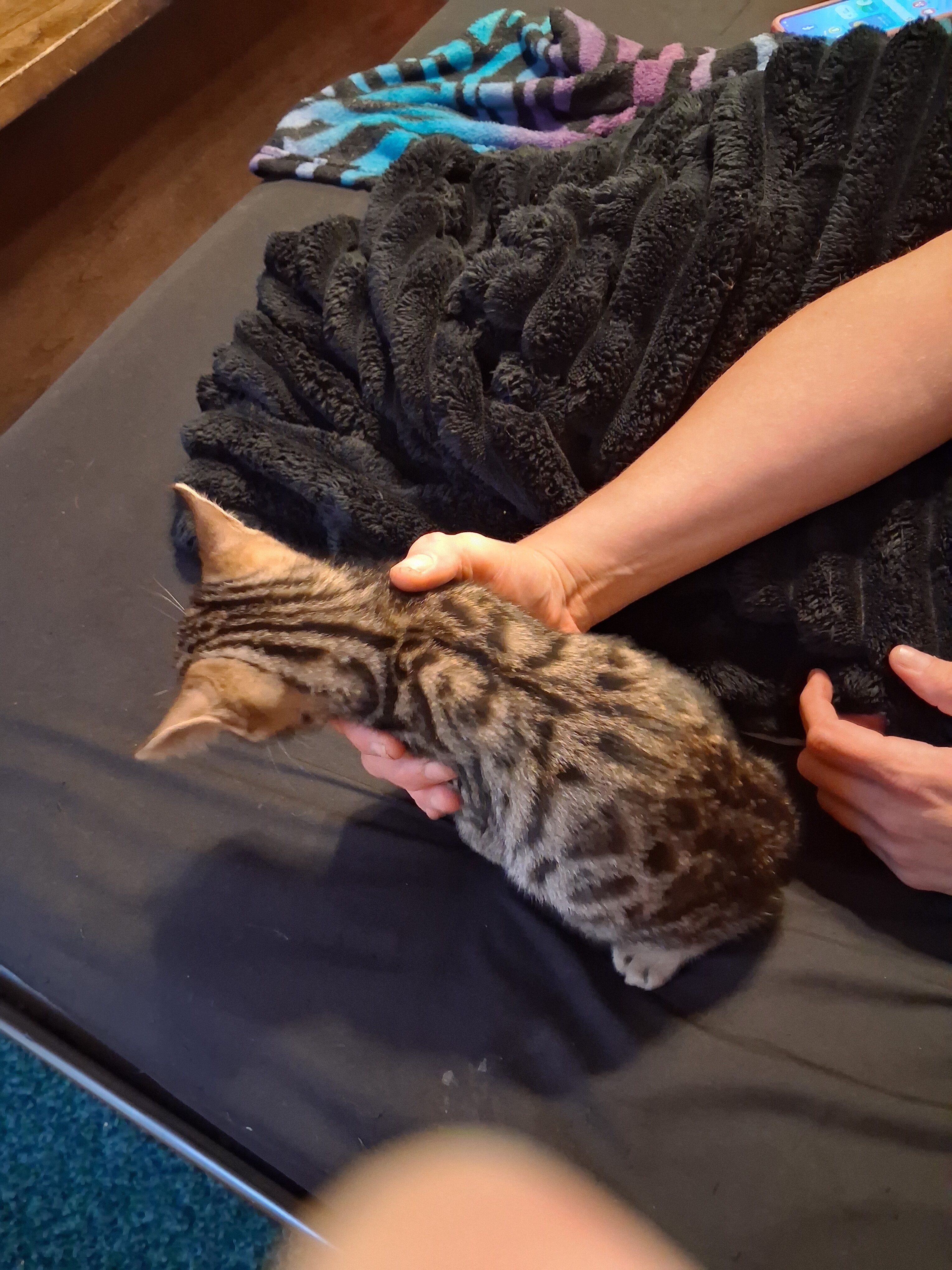 Bengal kittens image 8