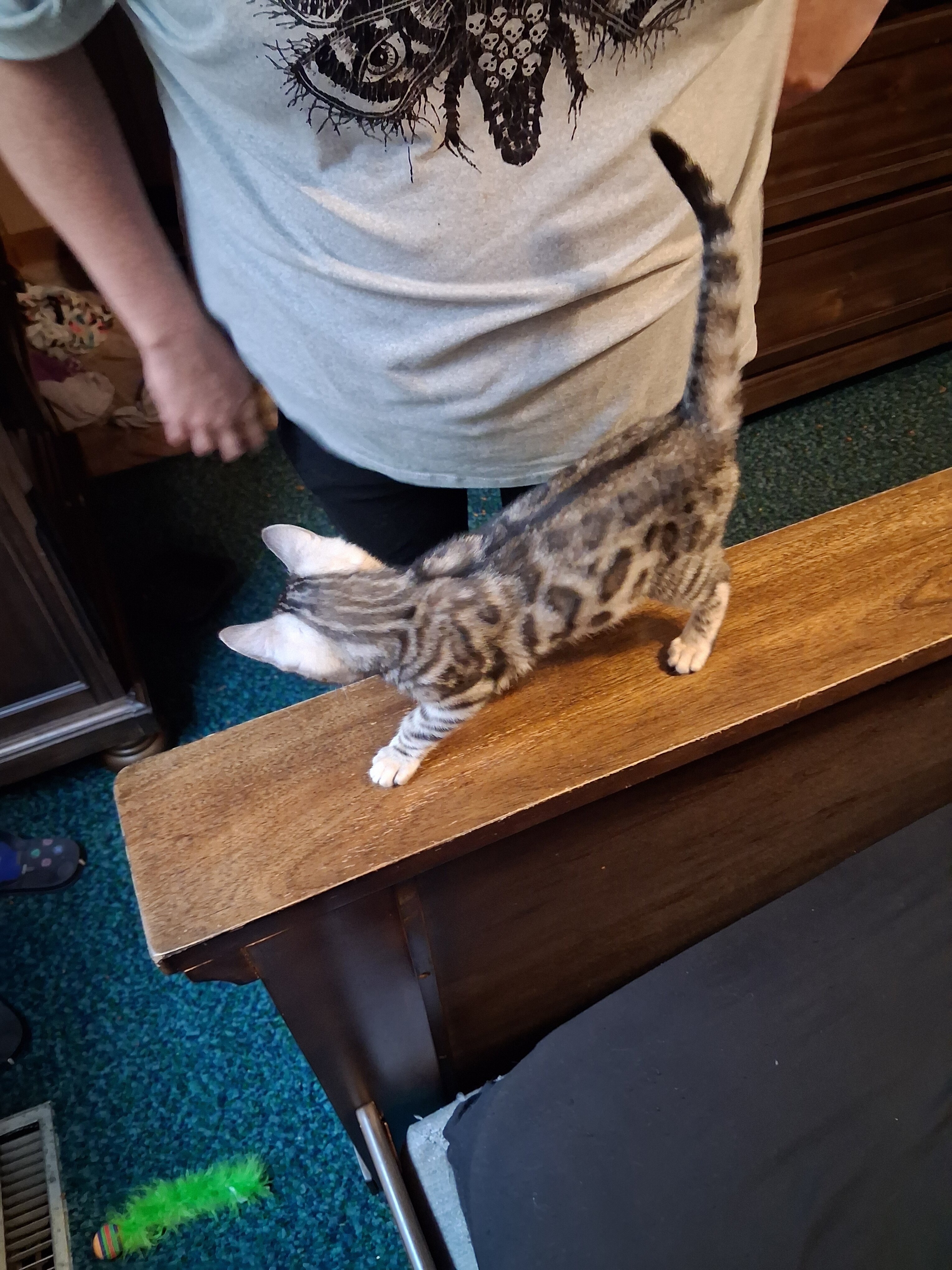 Bengal kittens image 7