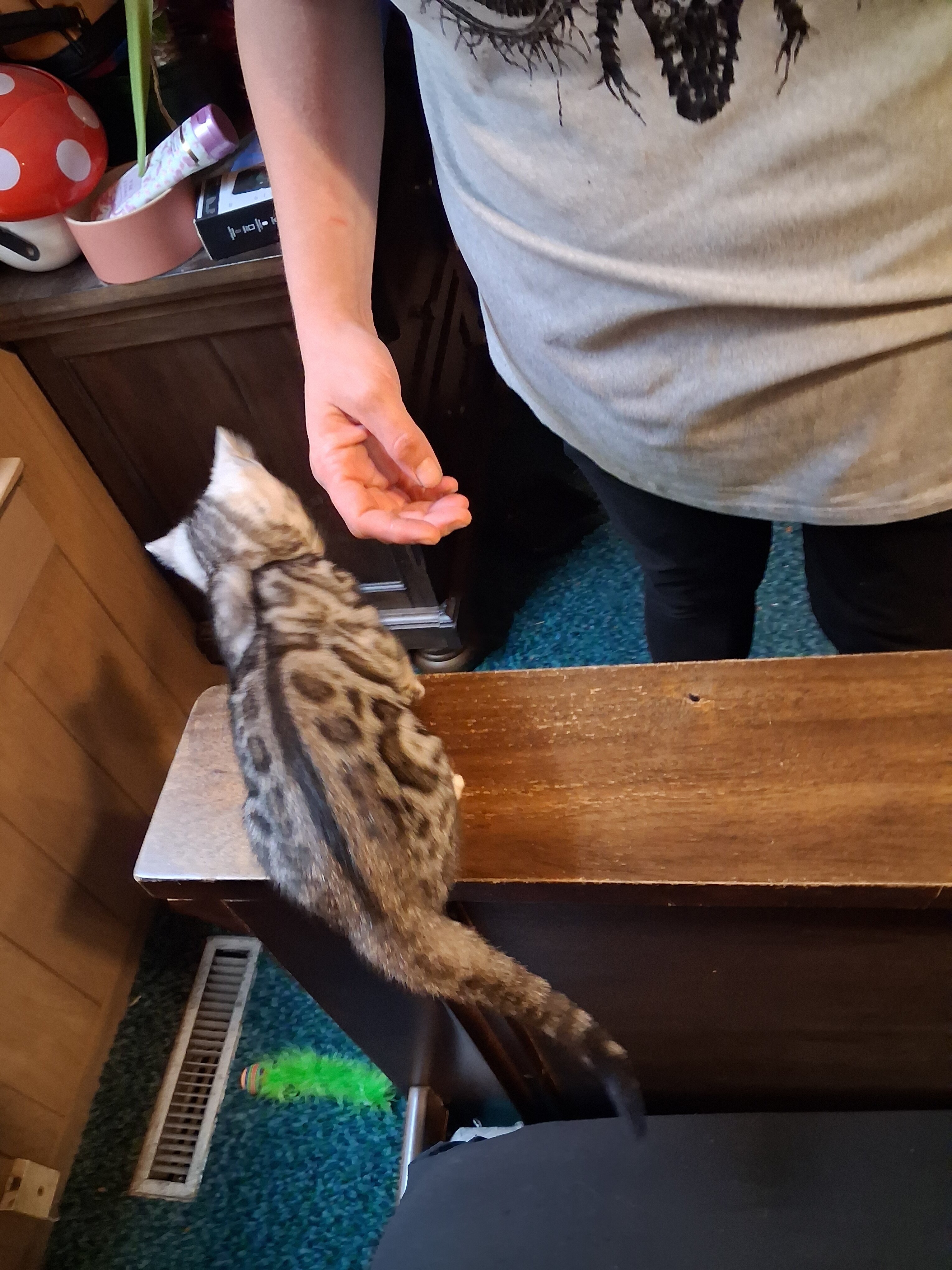 Bengal kittens image 3