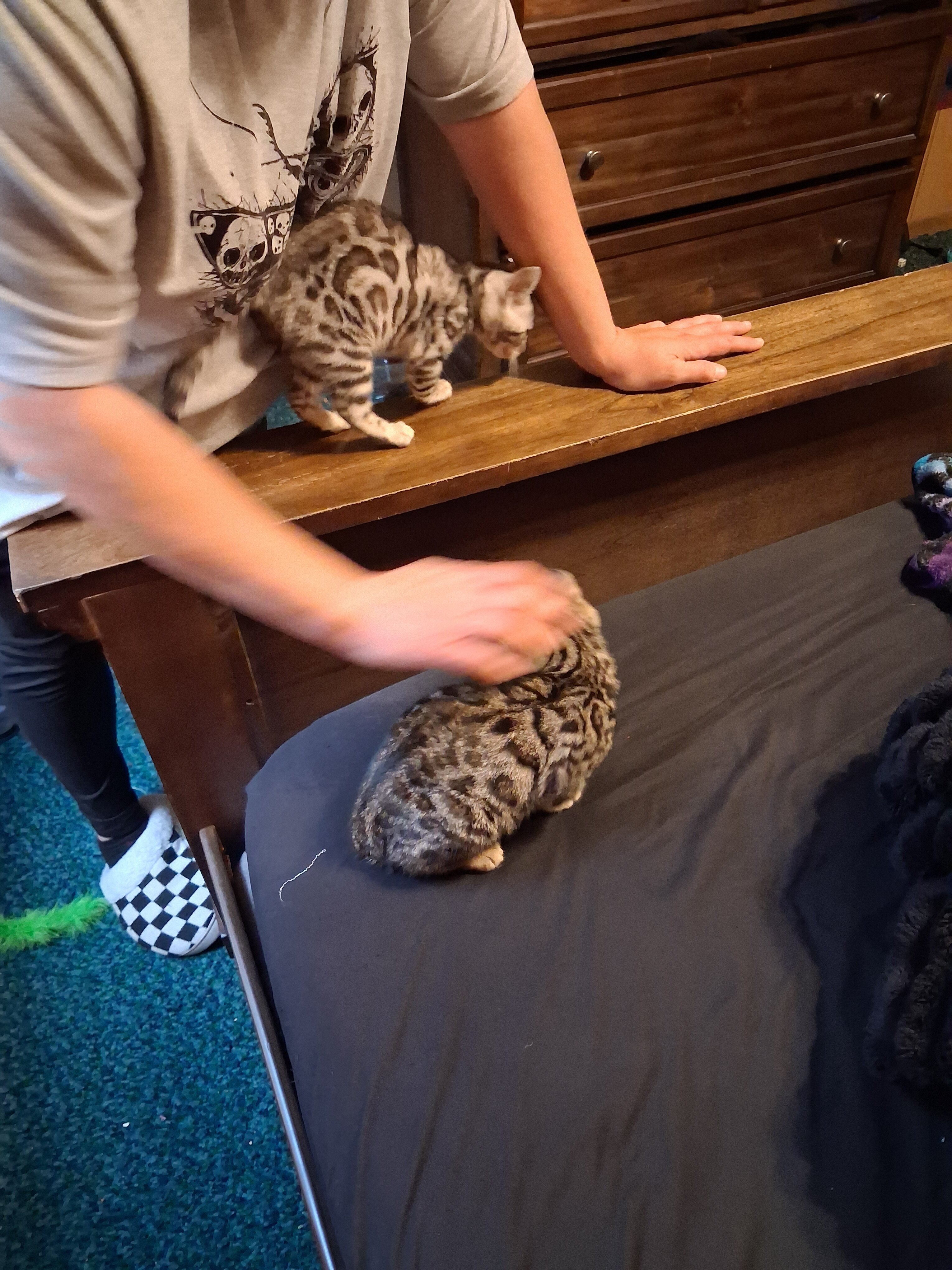 Bengal kittens image 6