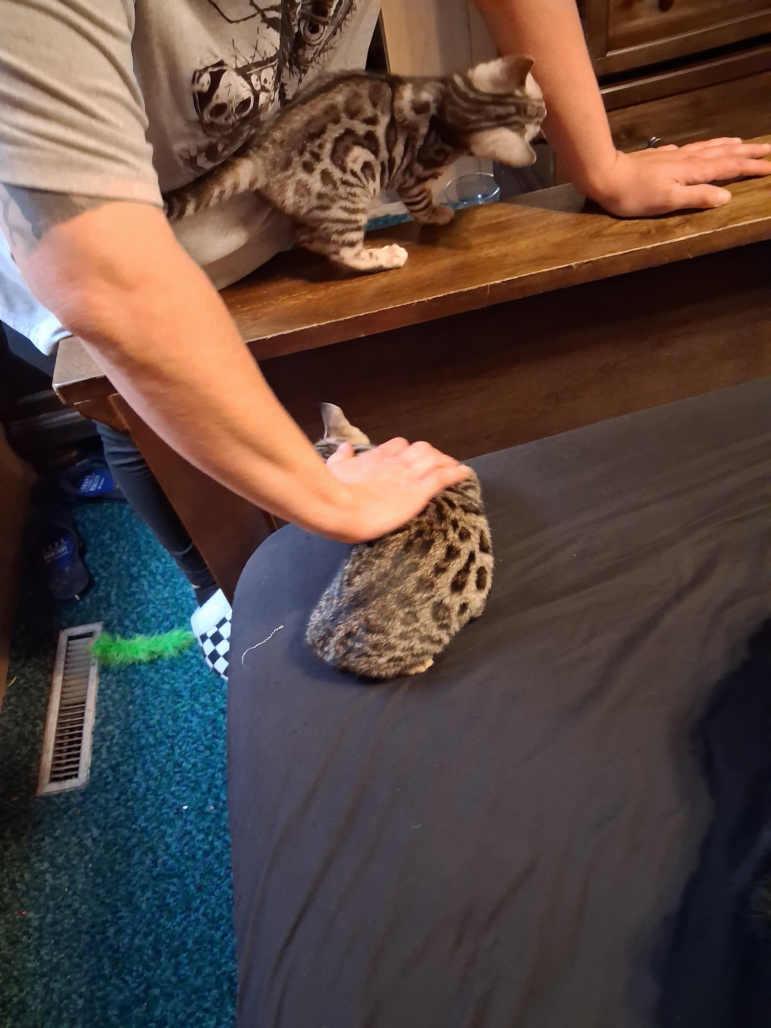 Bengal kittens image 1