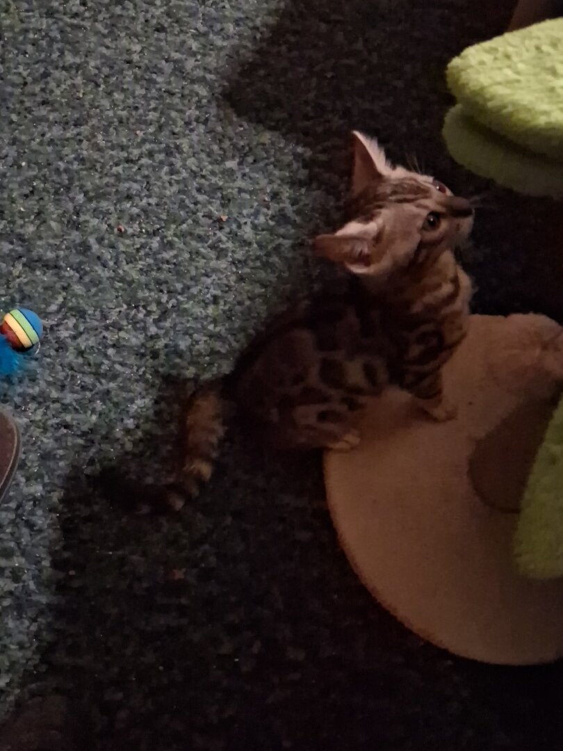 Bengal kittens image 4