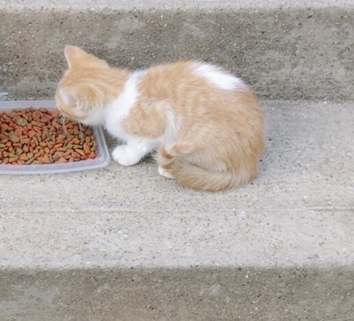 Orange & White Tabby Cat image 1