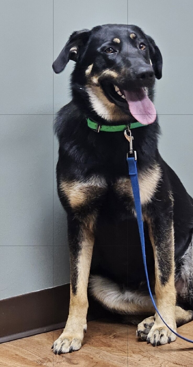 German Shepherd image 1