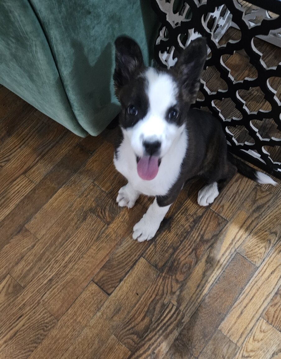 Akita mix image 2