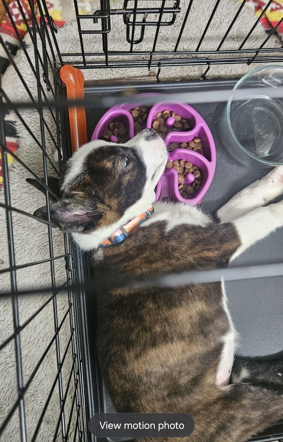 Akita mix image 3