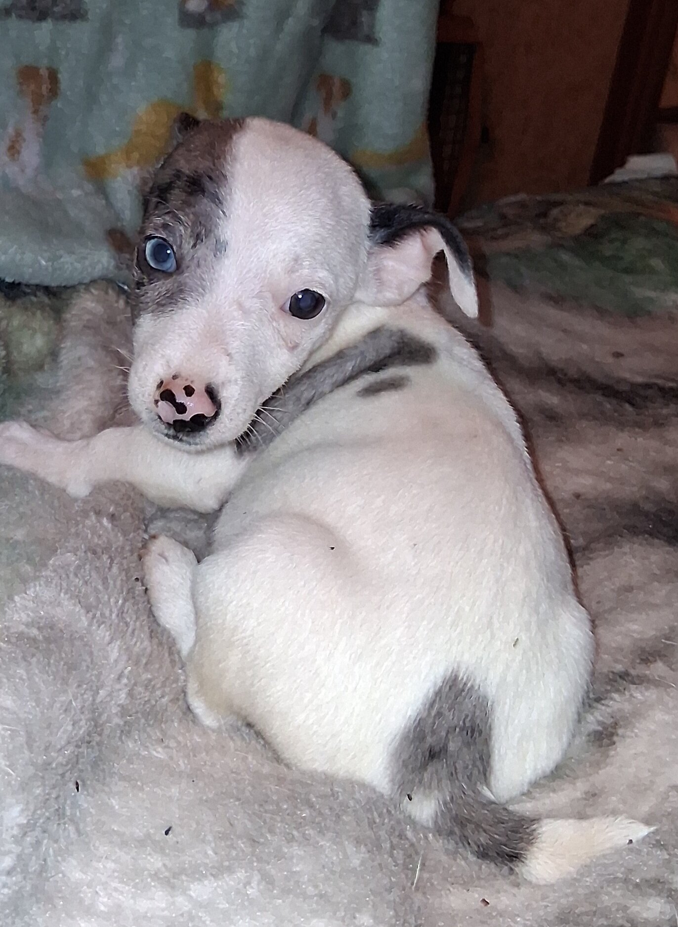 CKC Jack Russell Terriers image 2
