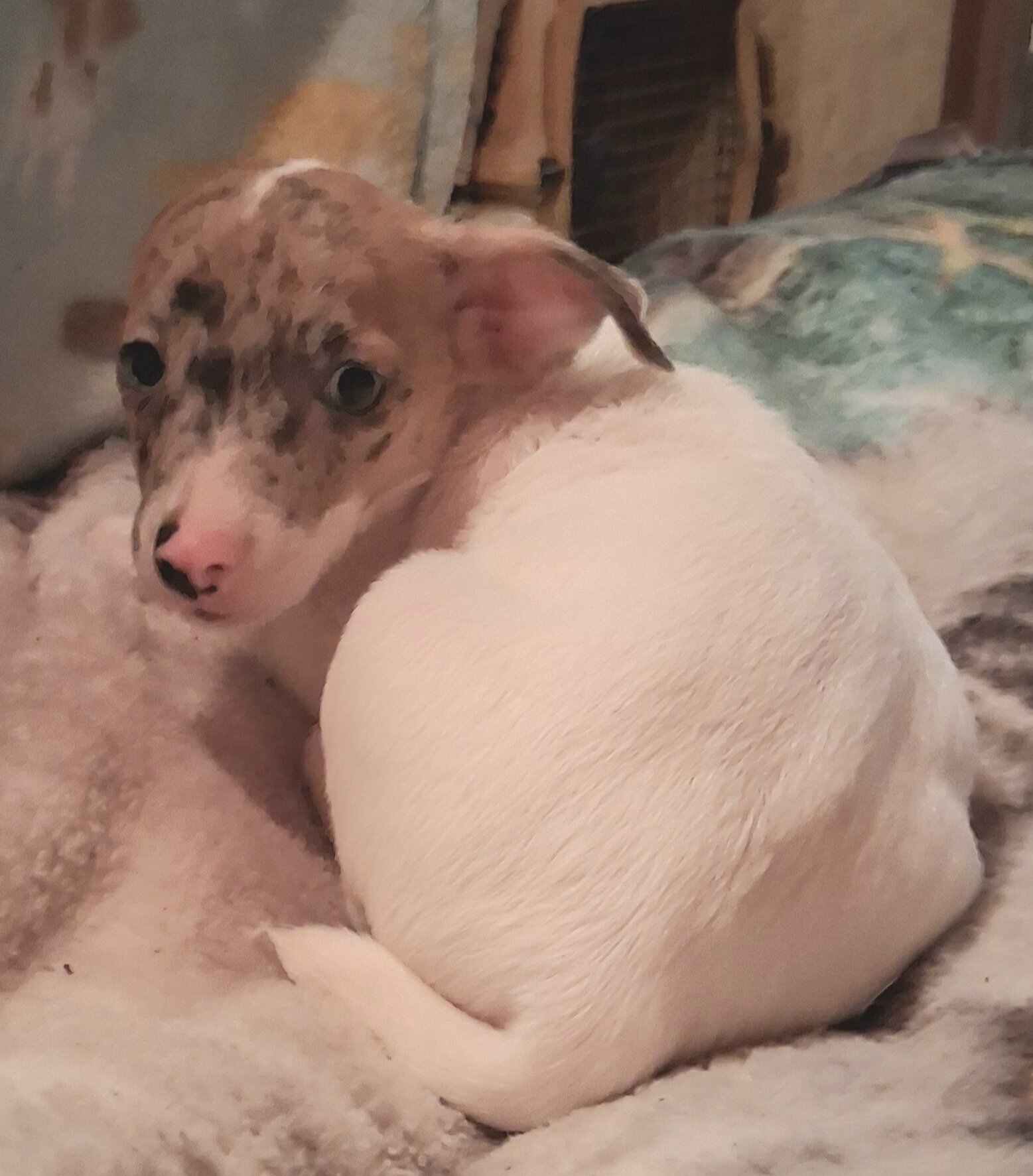 CKC Jack Russell Terriers image 3