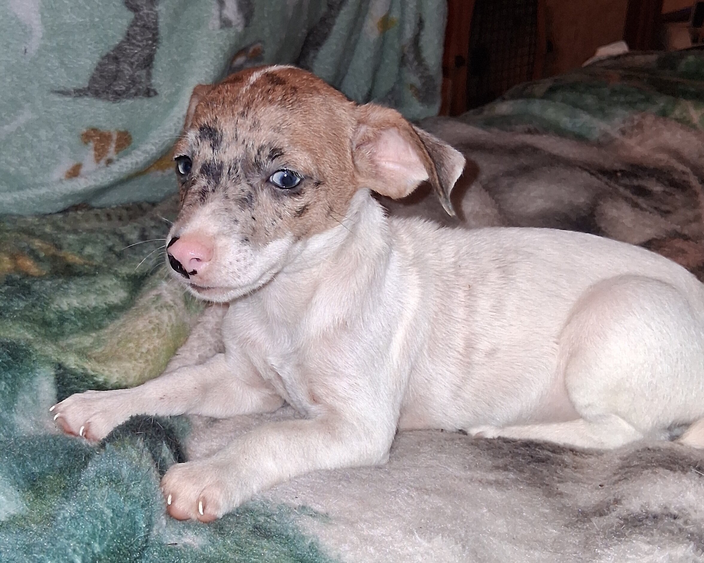 CKC Jack Russell Terriers image 4