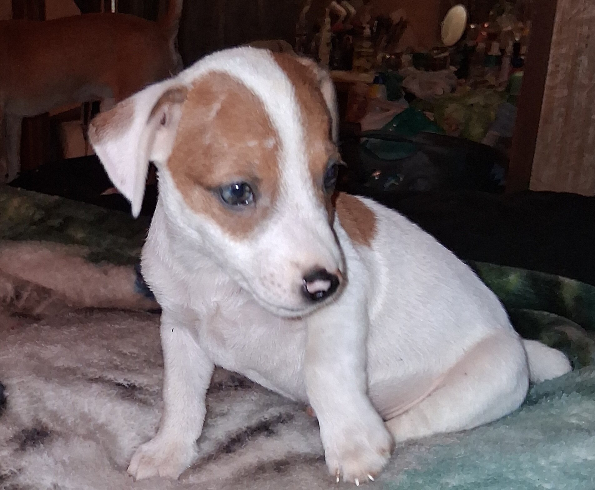 CKC Jack Russell Terriers image 5