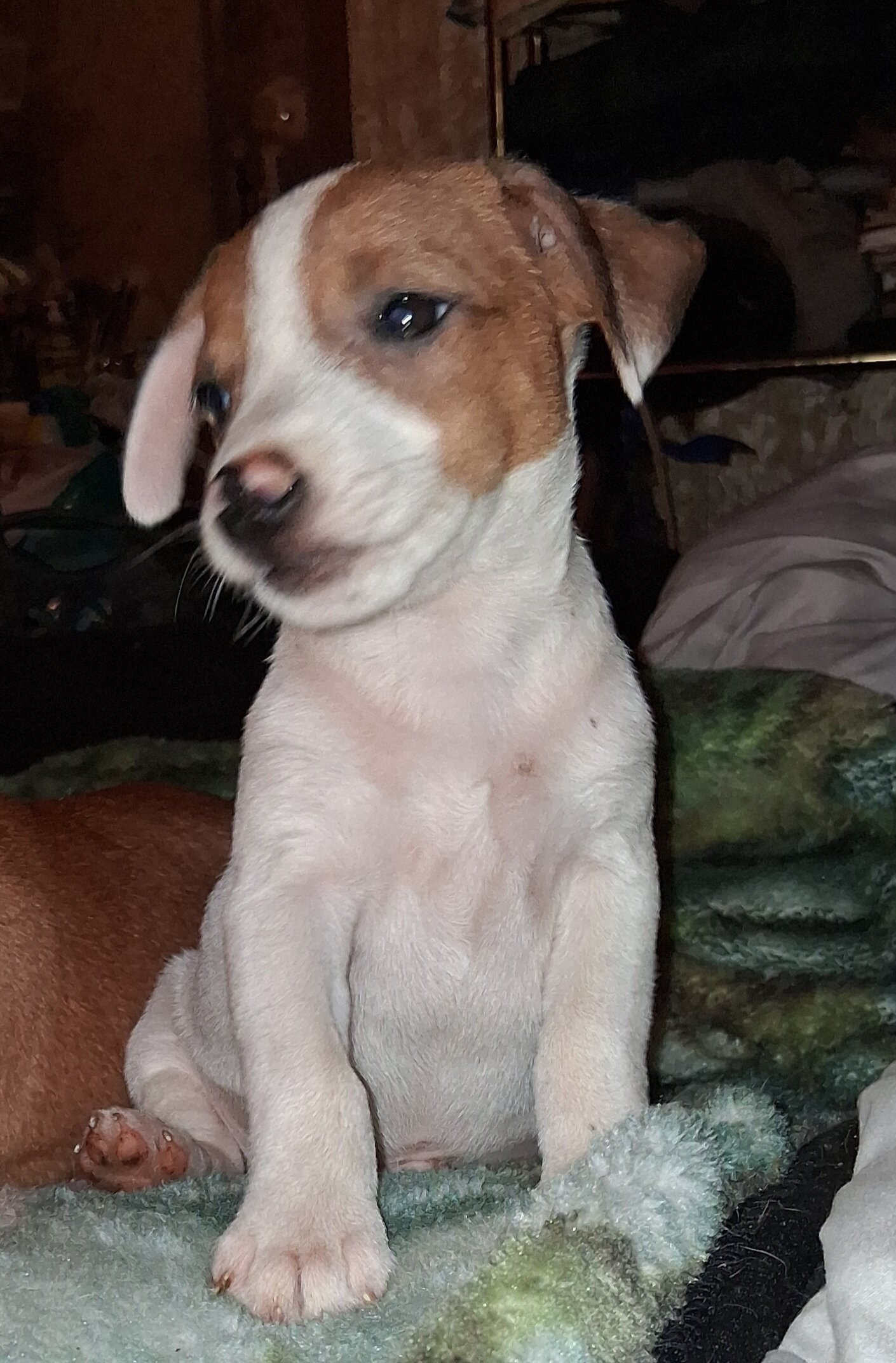 CKC Jack Russell Terriers image 6