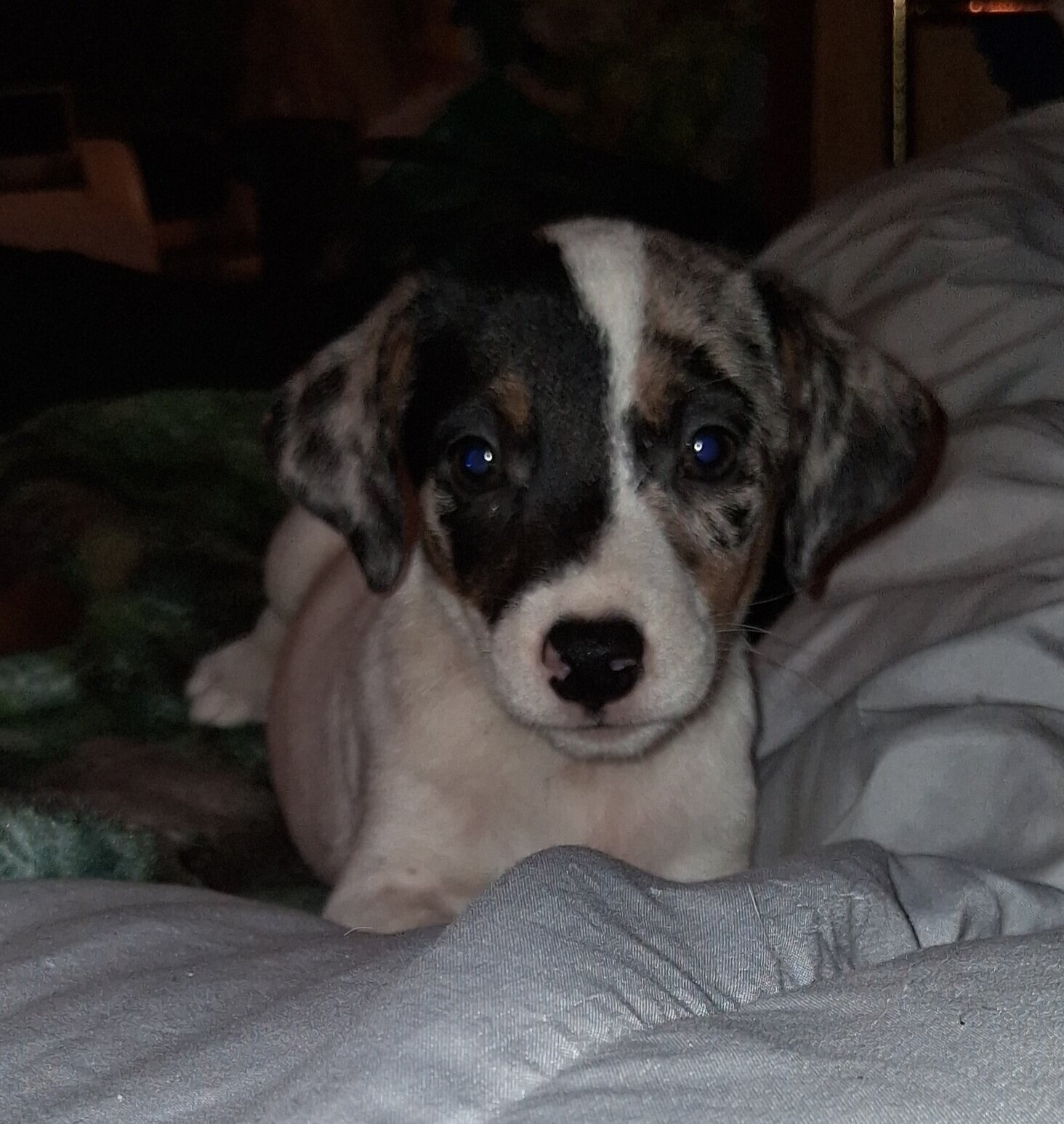CKC Jack Russell Terriers image 8