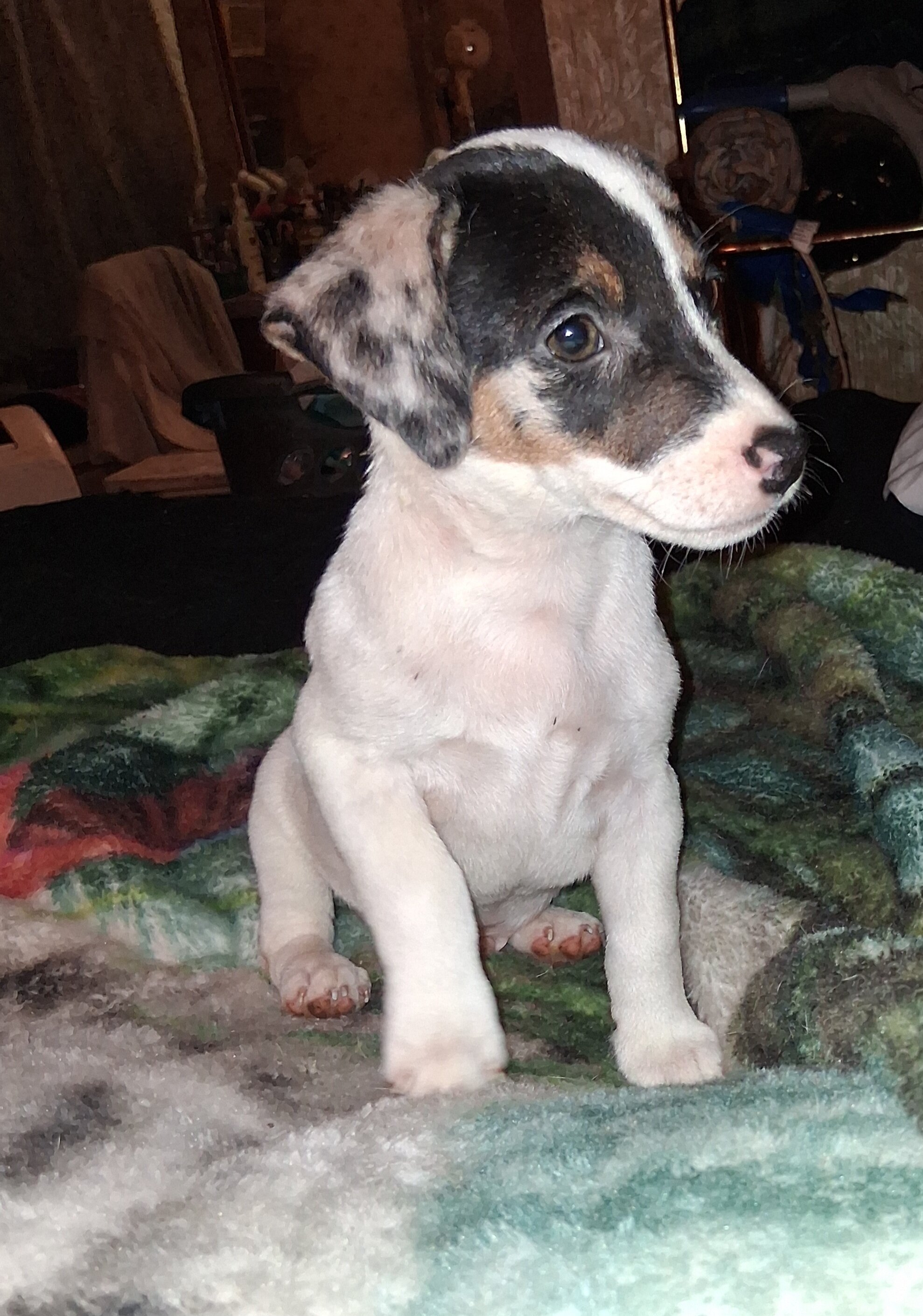 CKC Jack Russell Terriers image 7