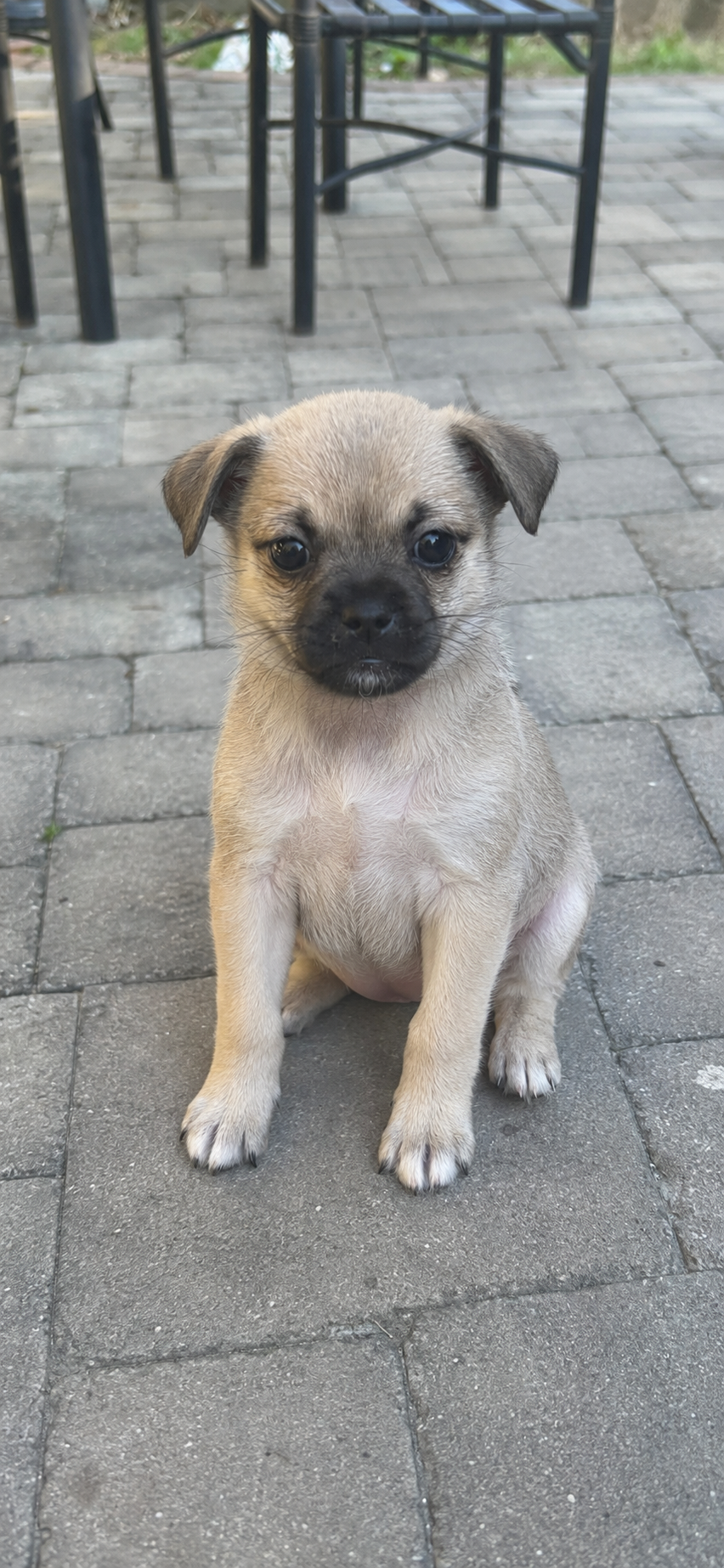 Tiny adorable puppy image 4