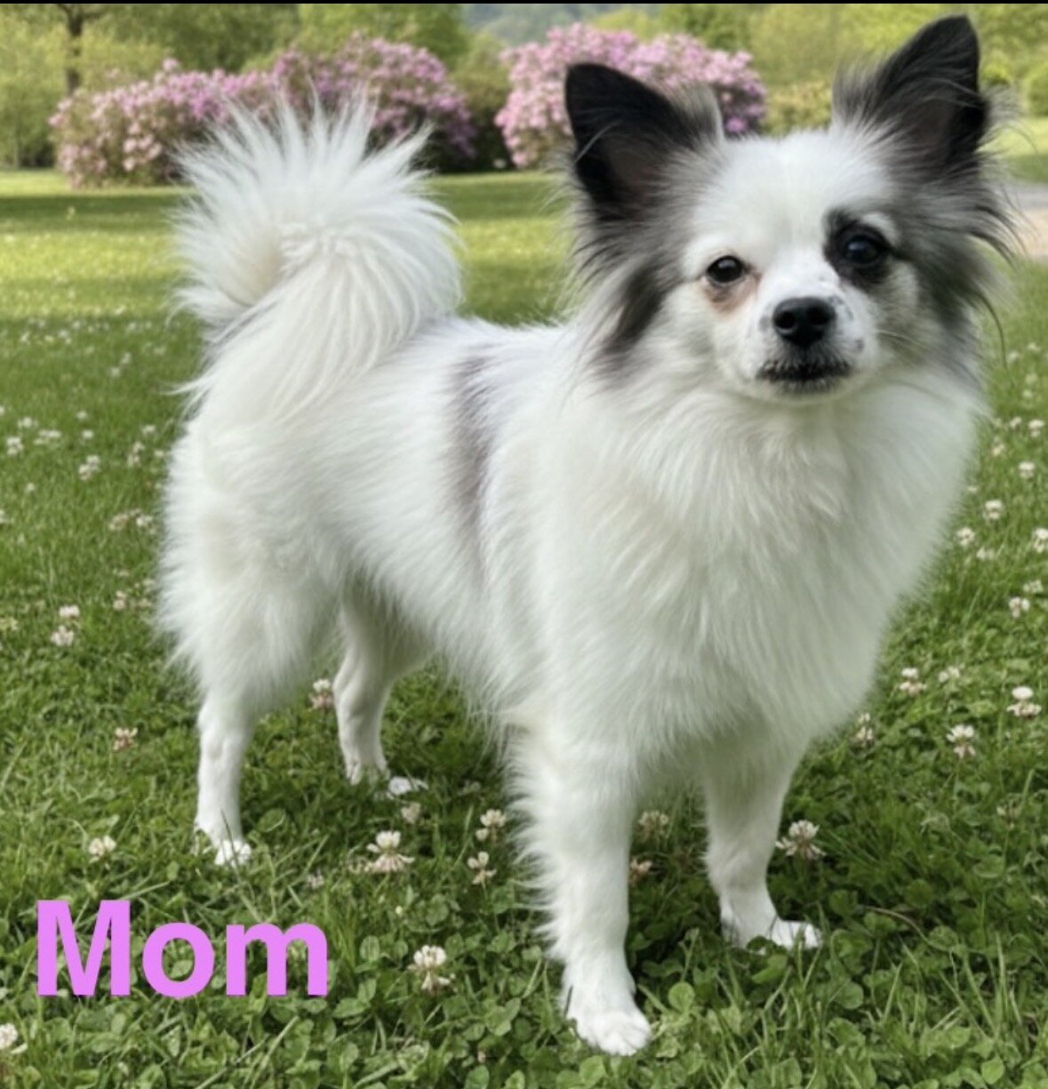 Tiny adorable puppy image 7
