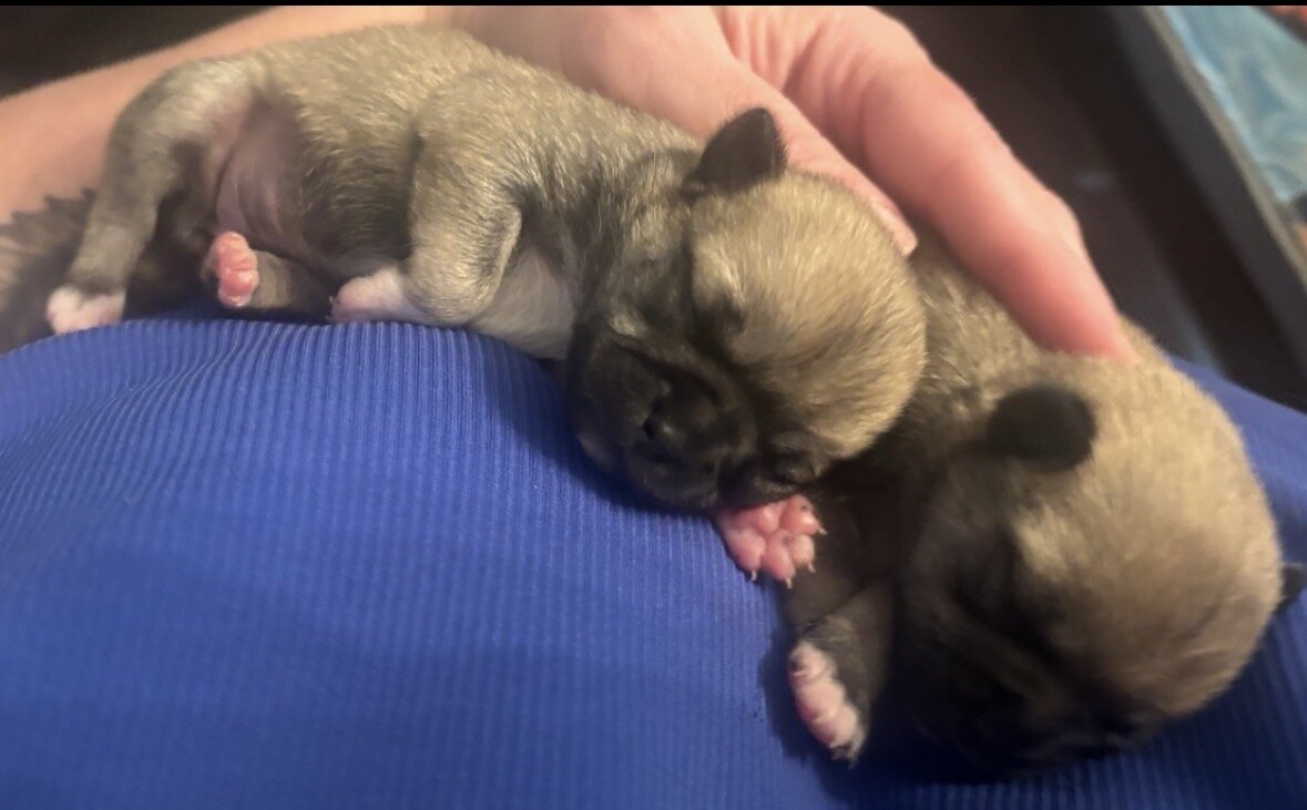 Tiny adorable puppy image 3