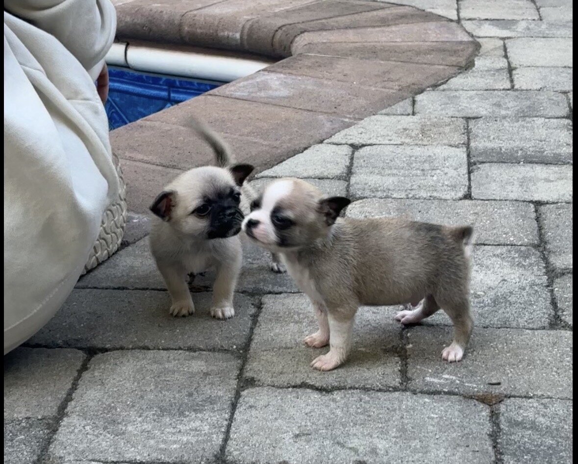 Tiny adorable puppy image 6