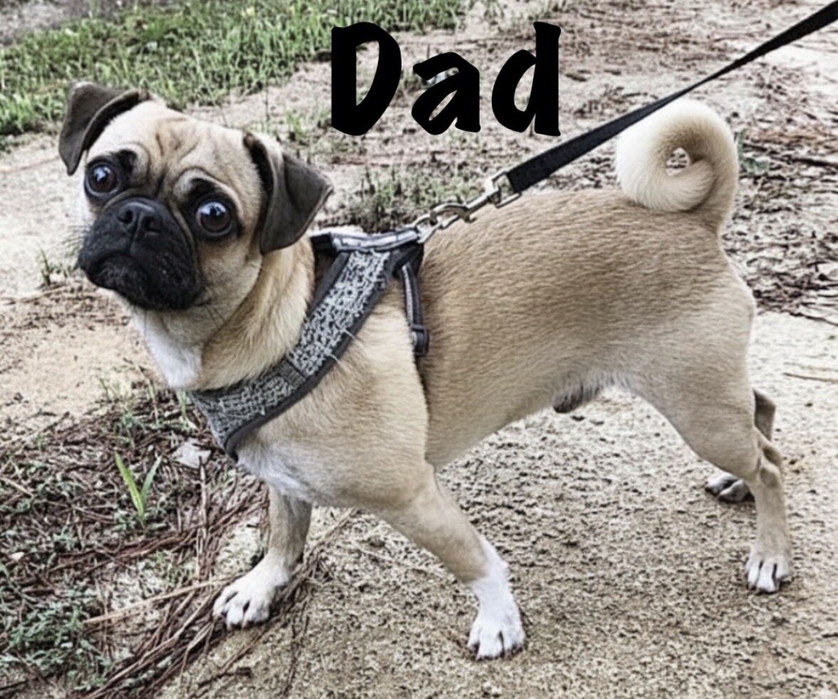 Tiny adorable puppy image 8