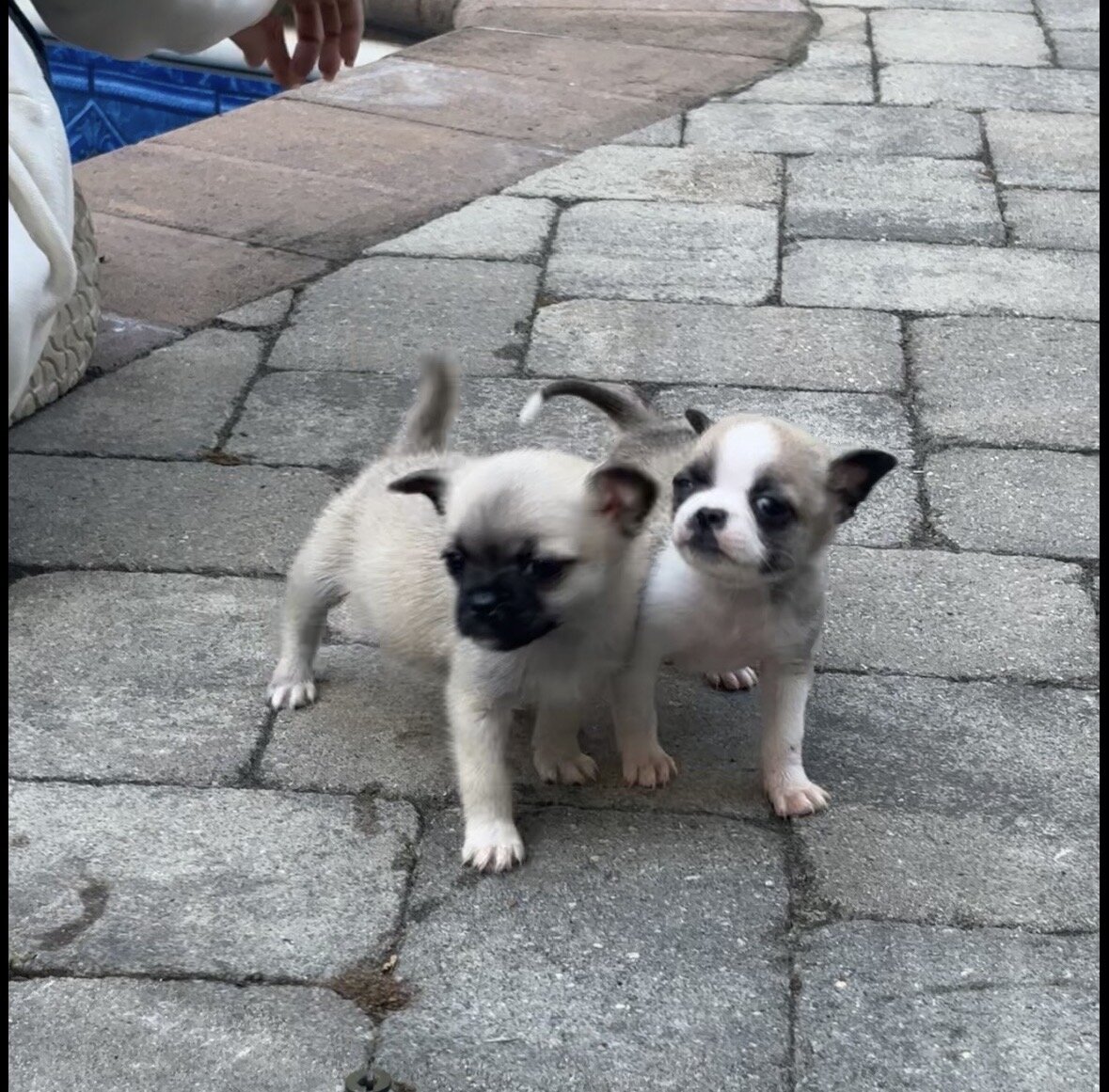 Tiny adorable puppy image 5