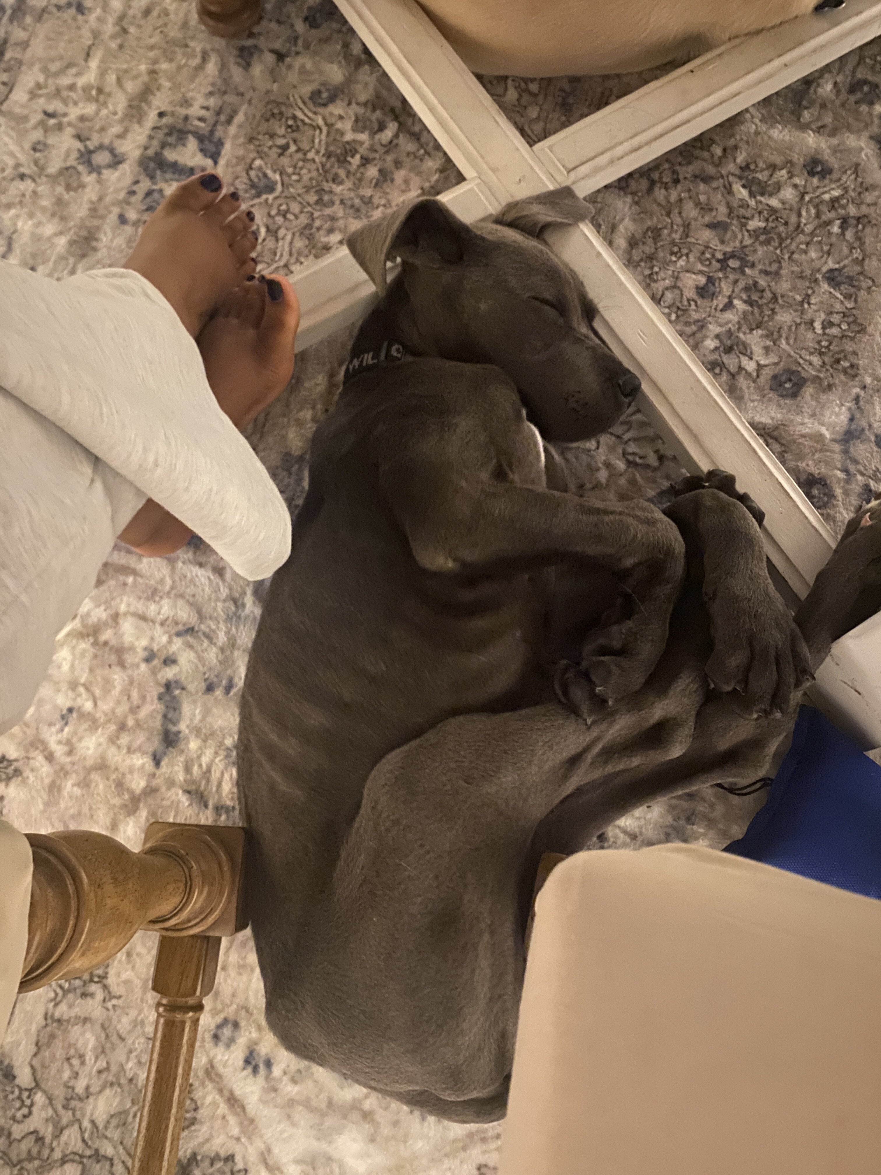 Great Dane Purebred image 6