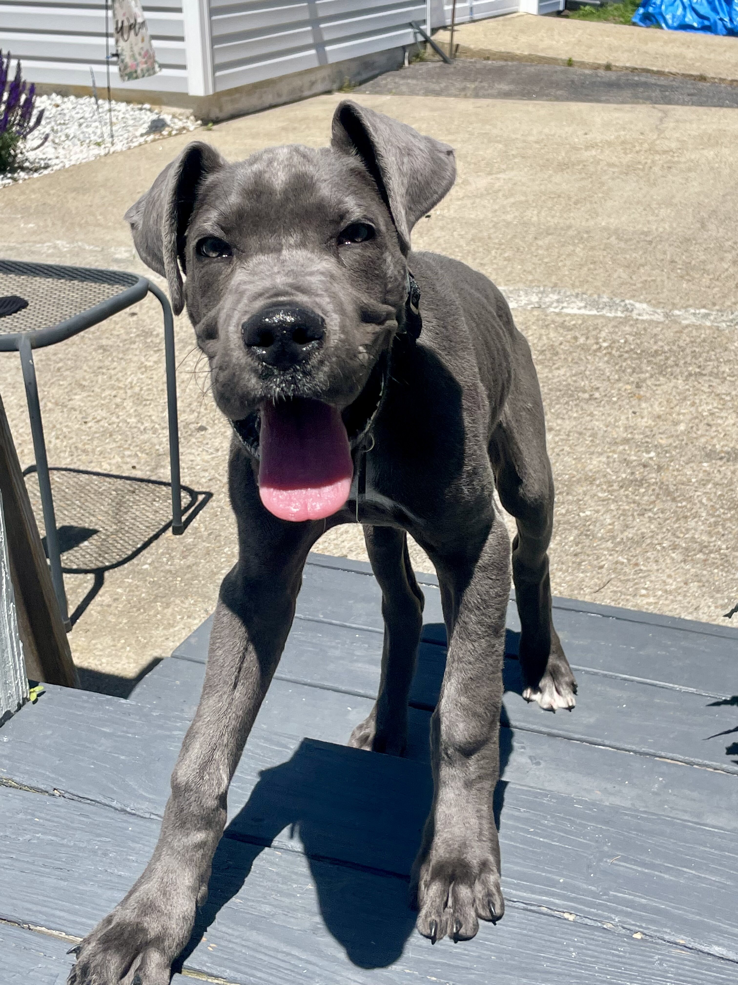 Great Dane Purebred image 5
