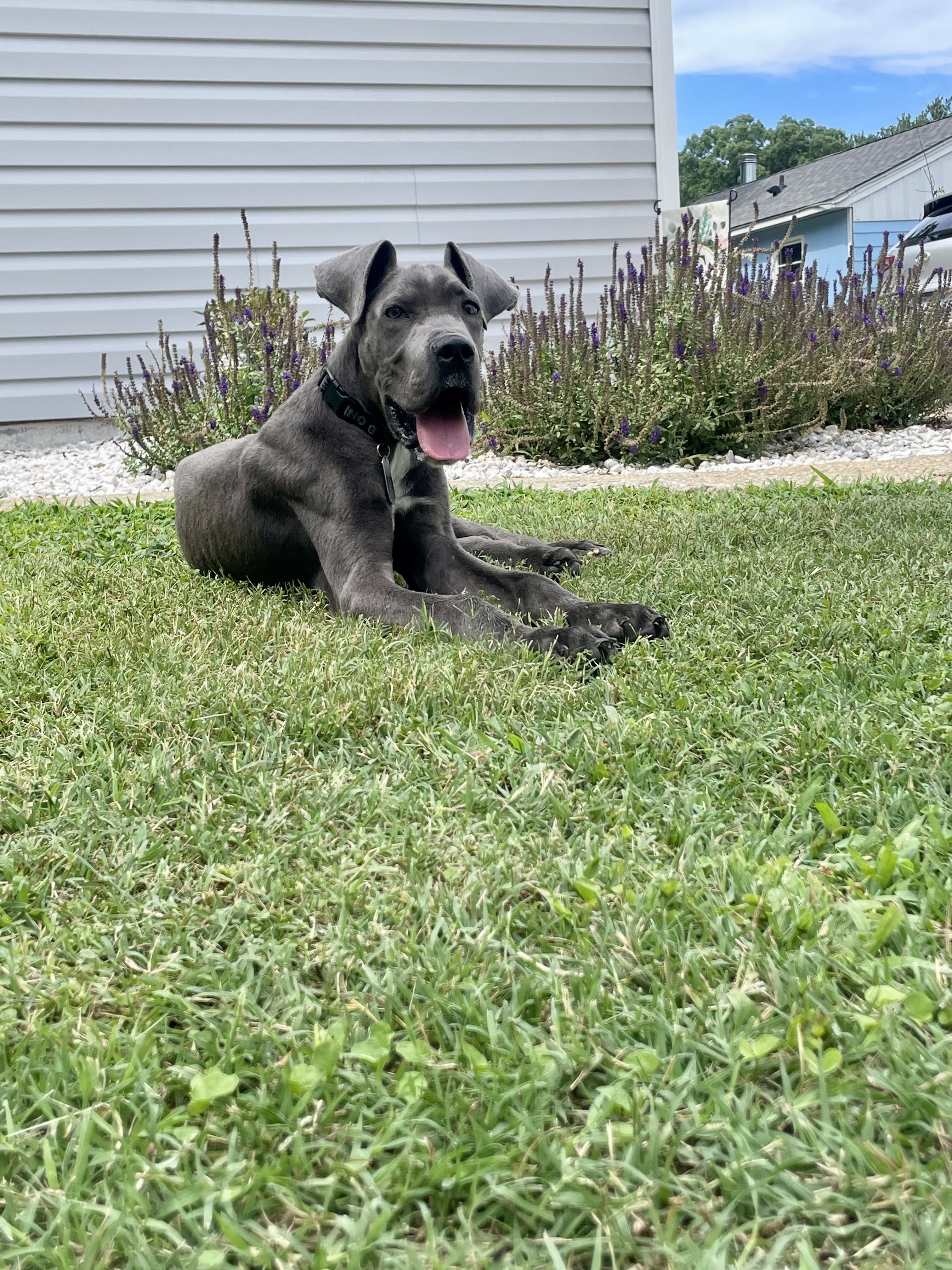 Great Dane Purebred image 3