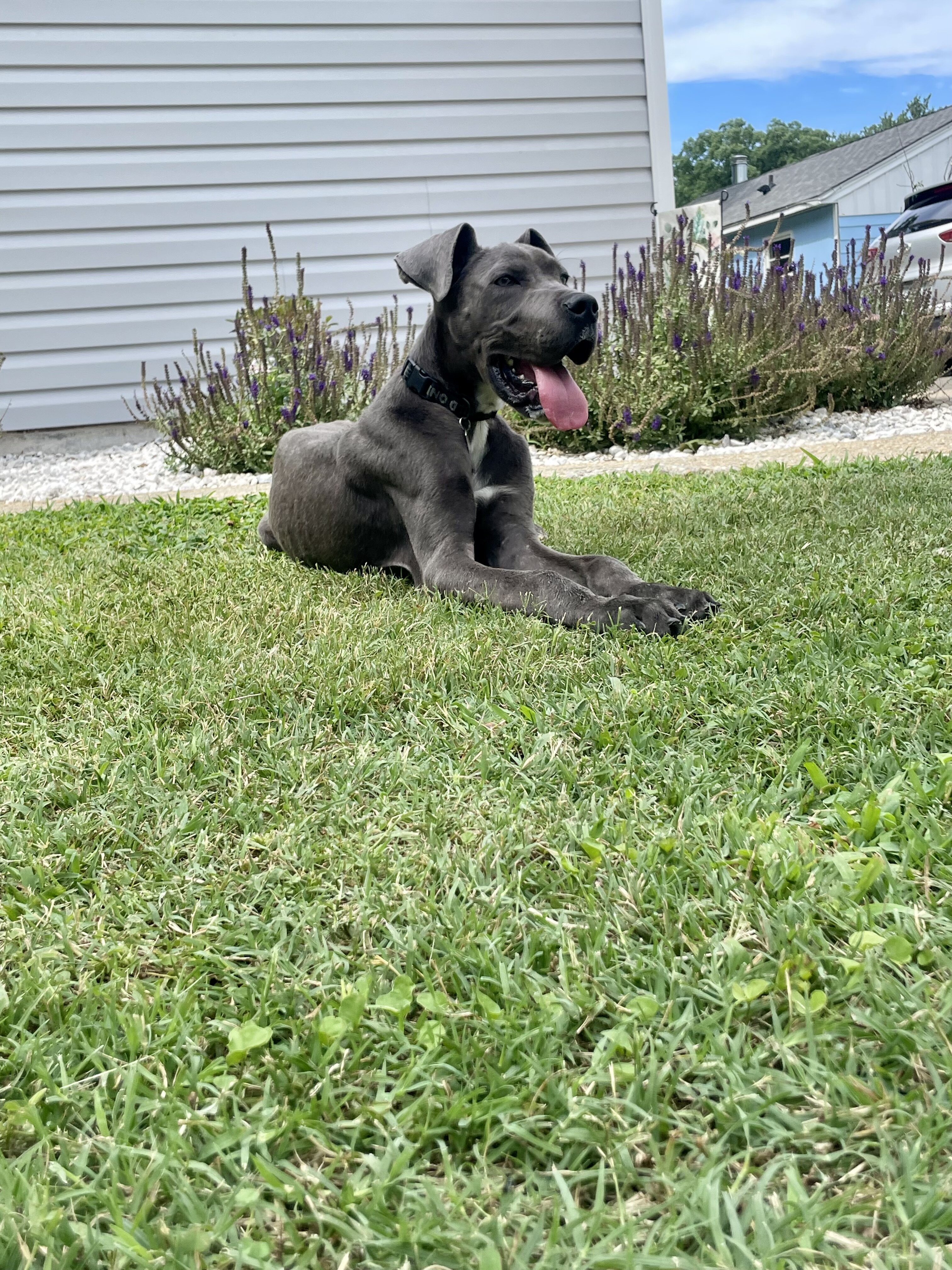 Great Dane Purebred image 2