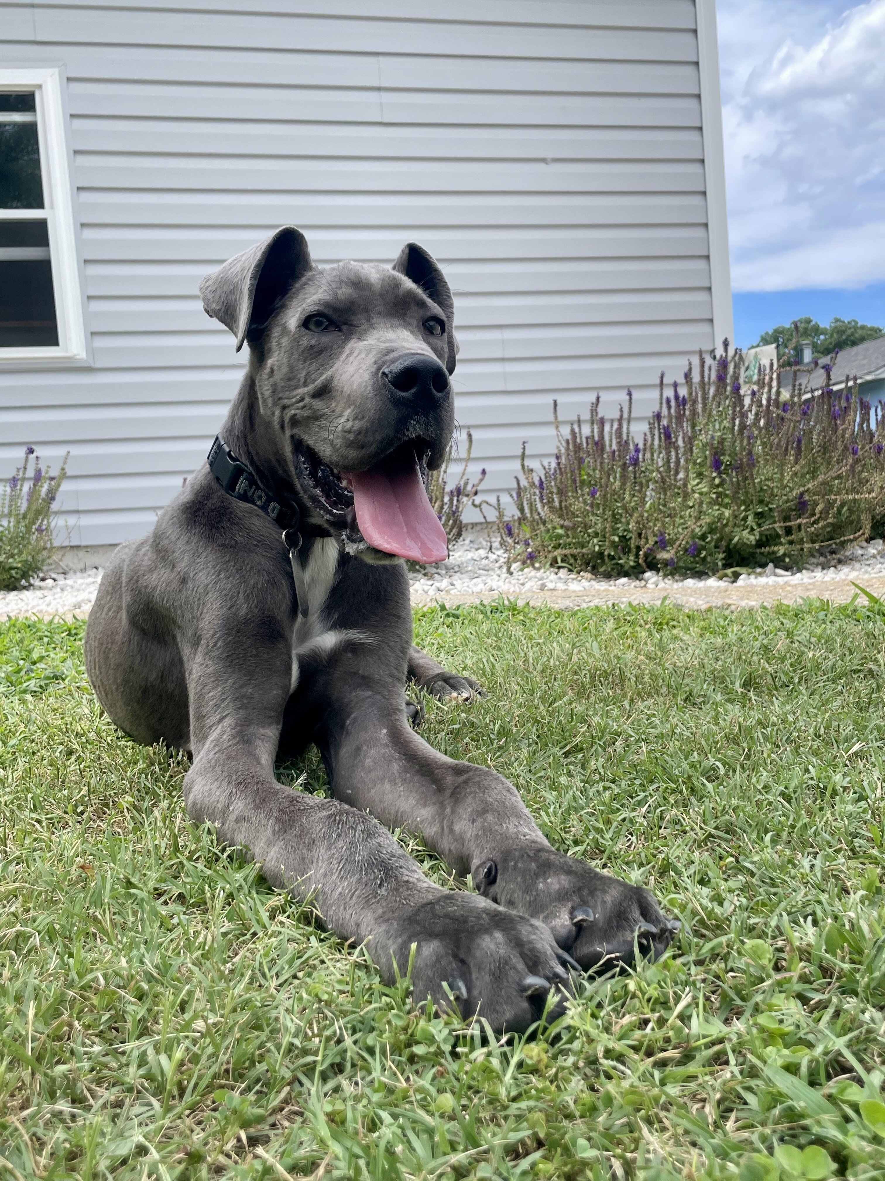 Great Dane Purebred image 1