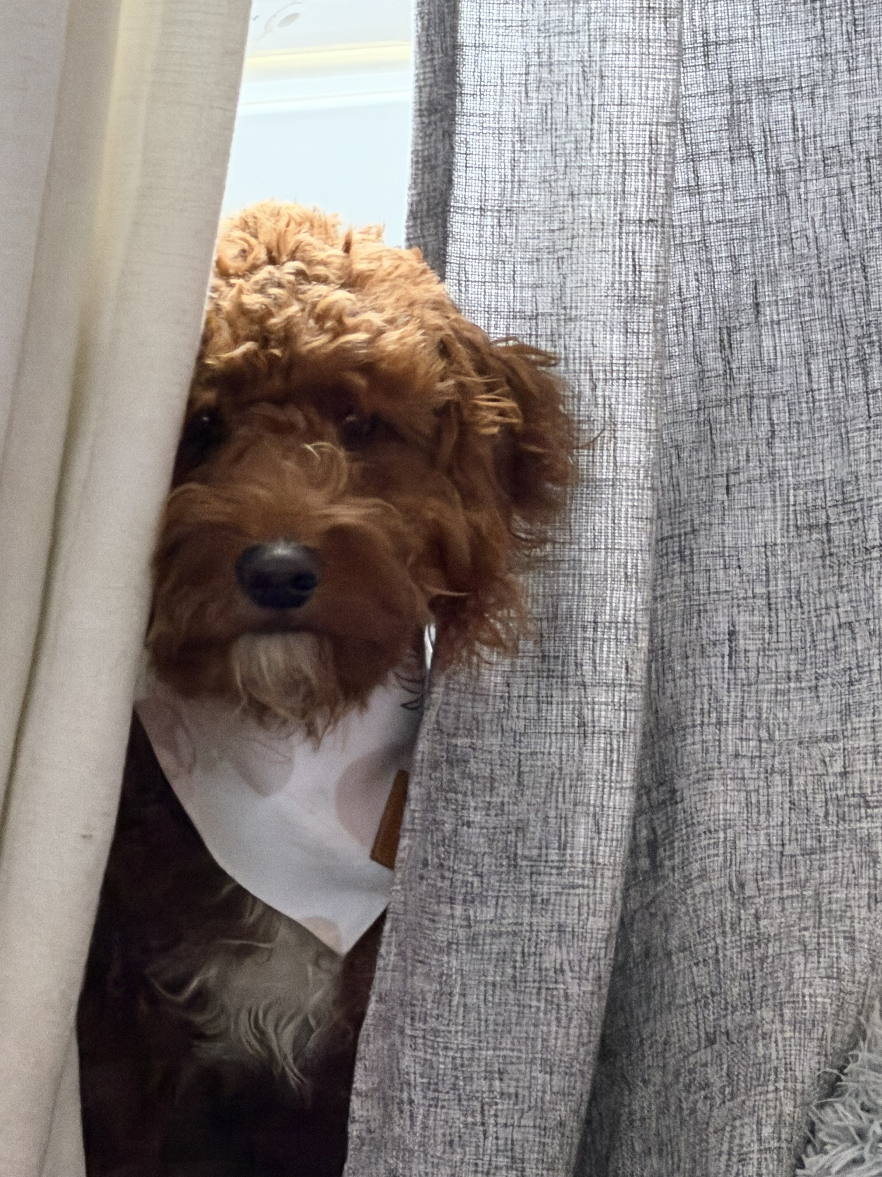 Miniature Goldendoodle image 3