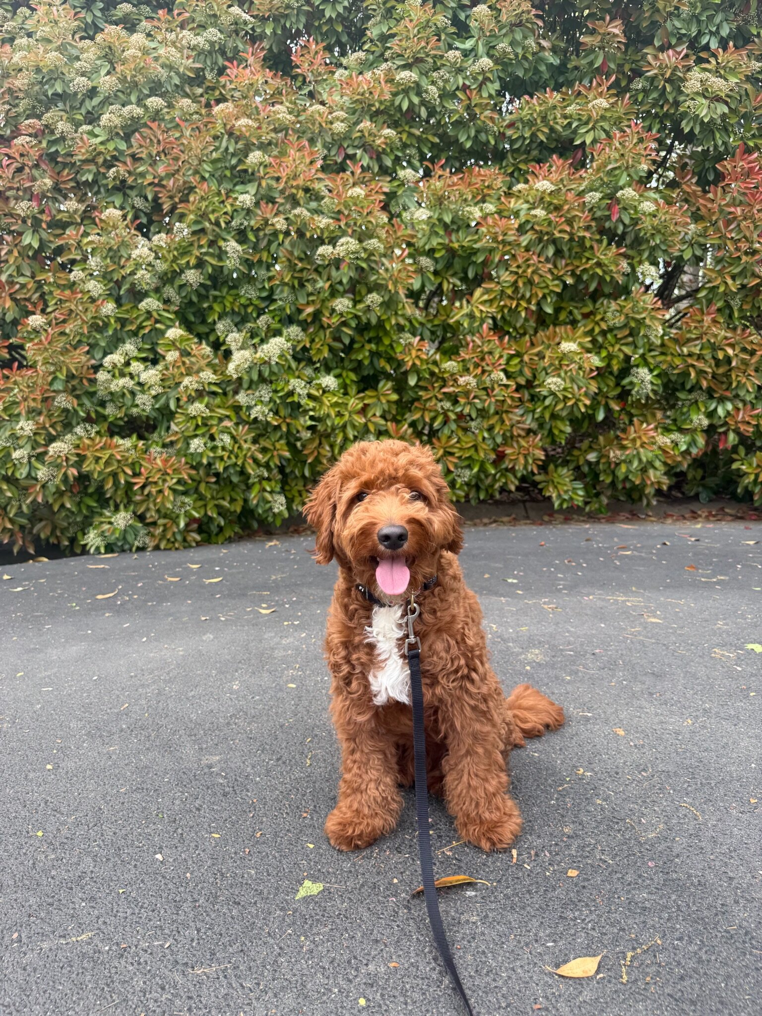 Miniature Goldendoodle image 2