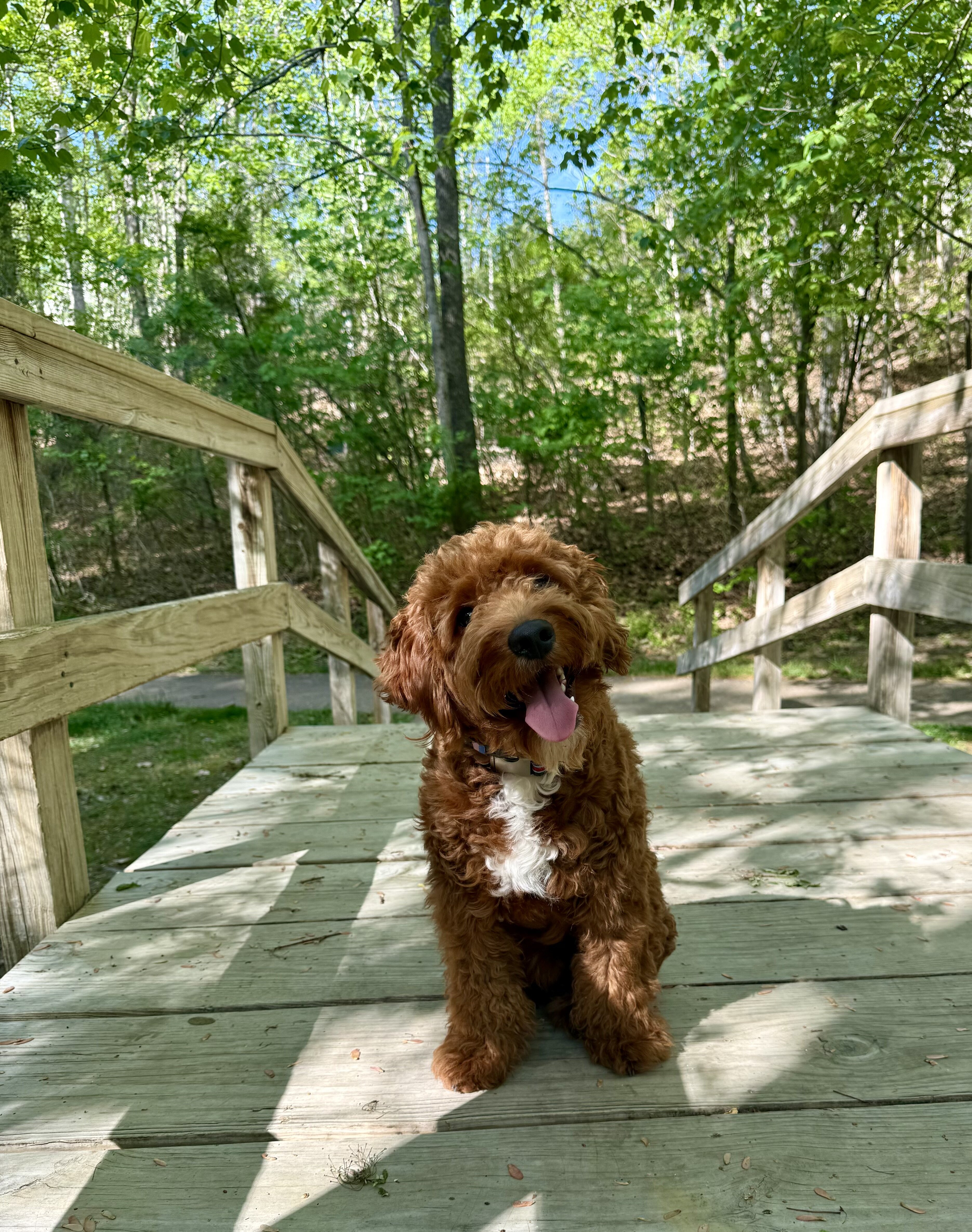 Miniature Goldendoodle image 1