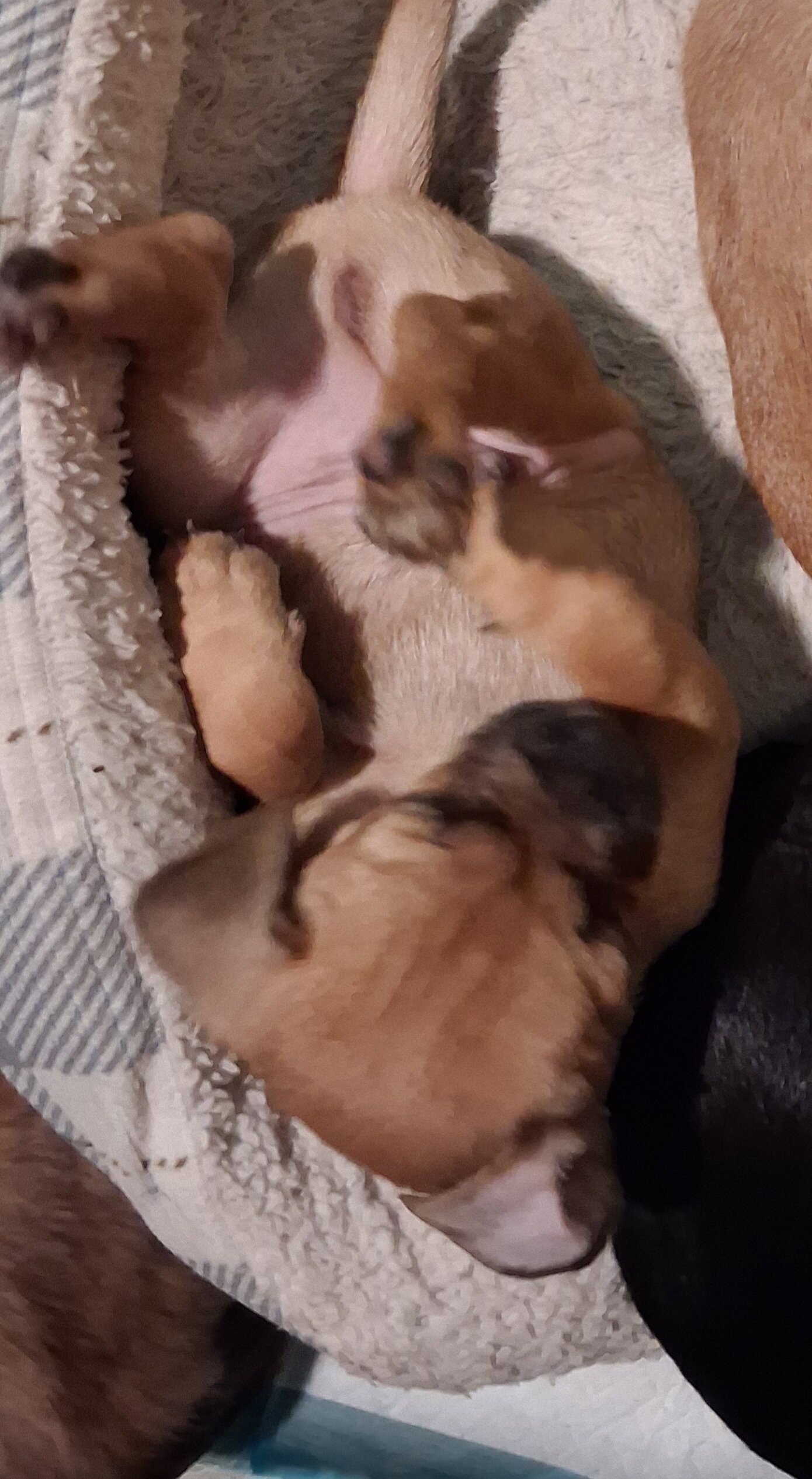 Puppys image 4