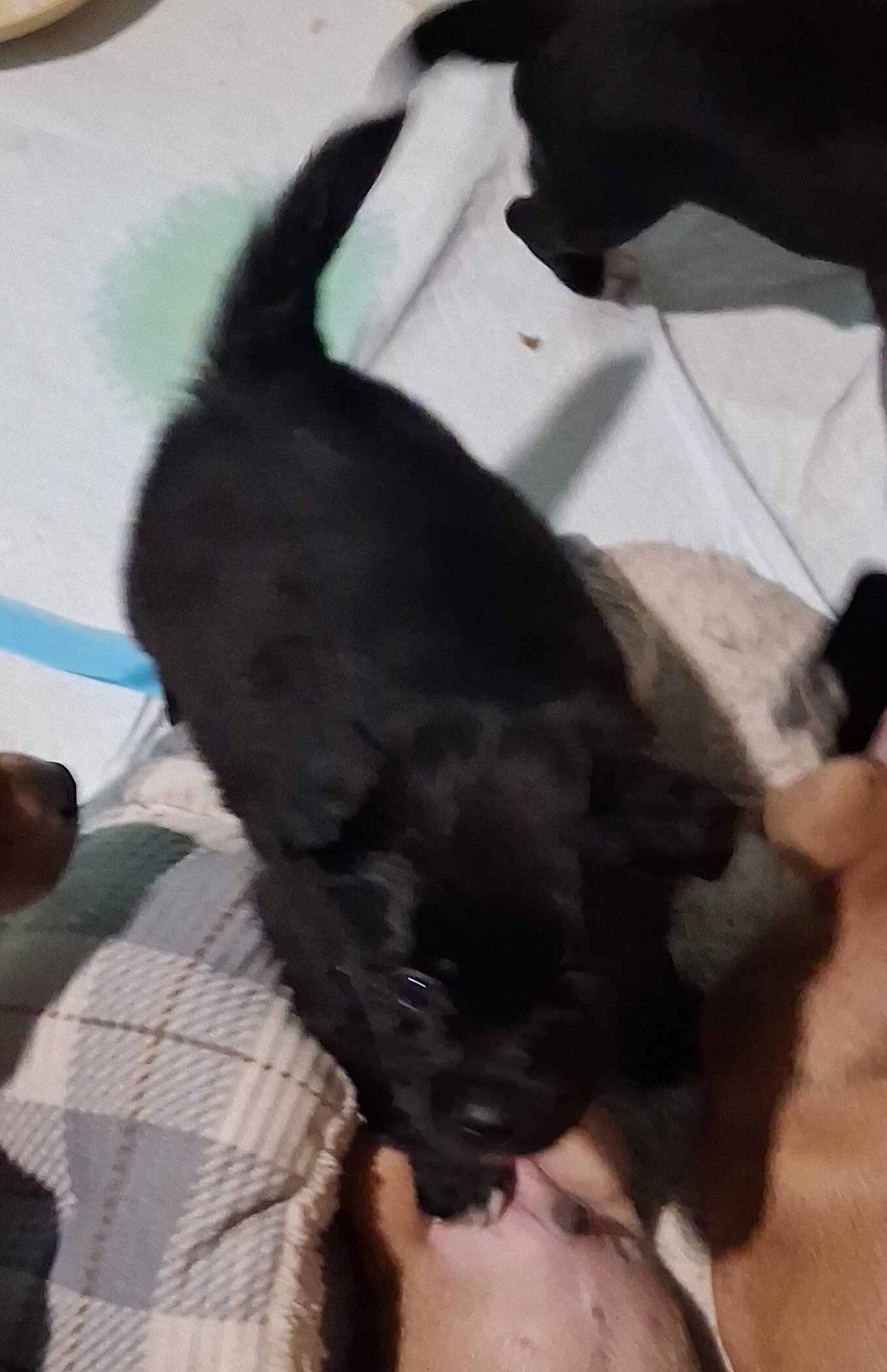 Puppys image 3