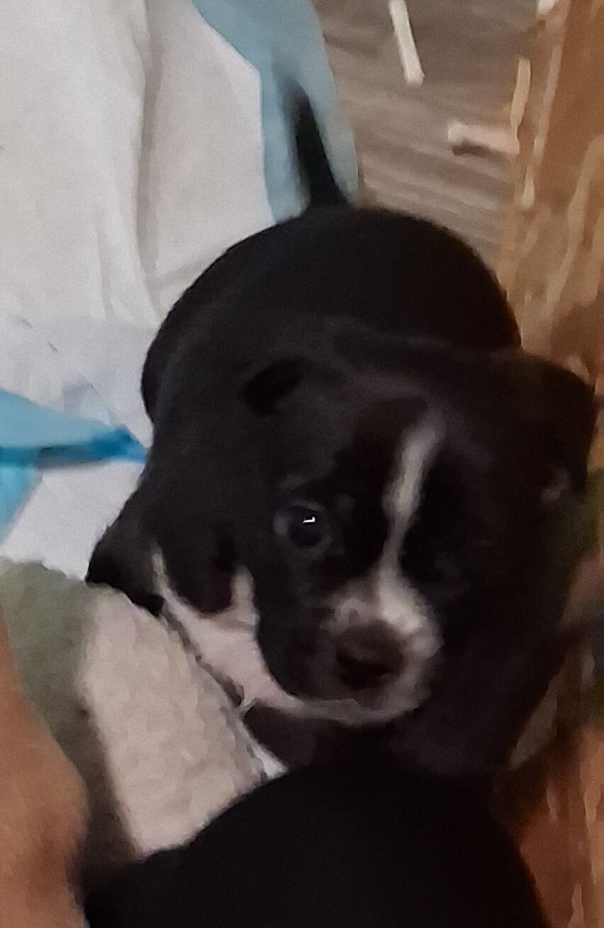 Puppys image 5