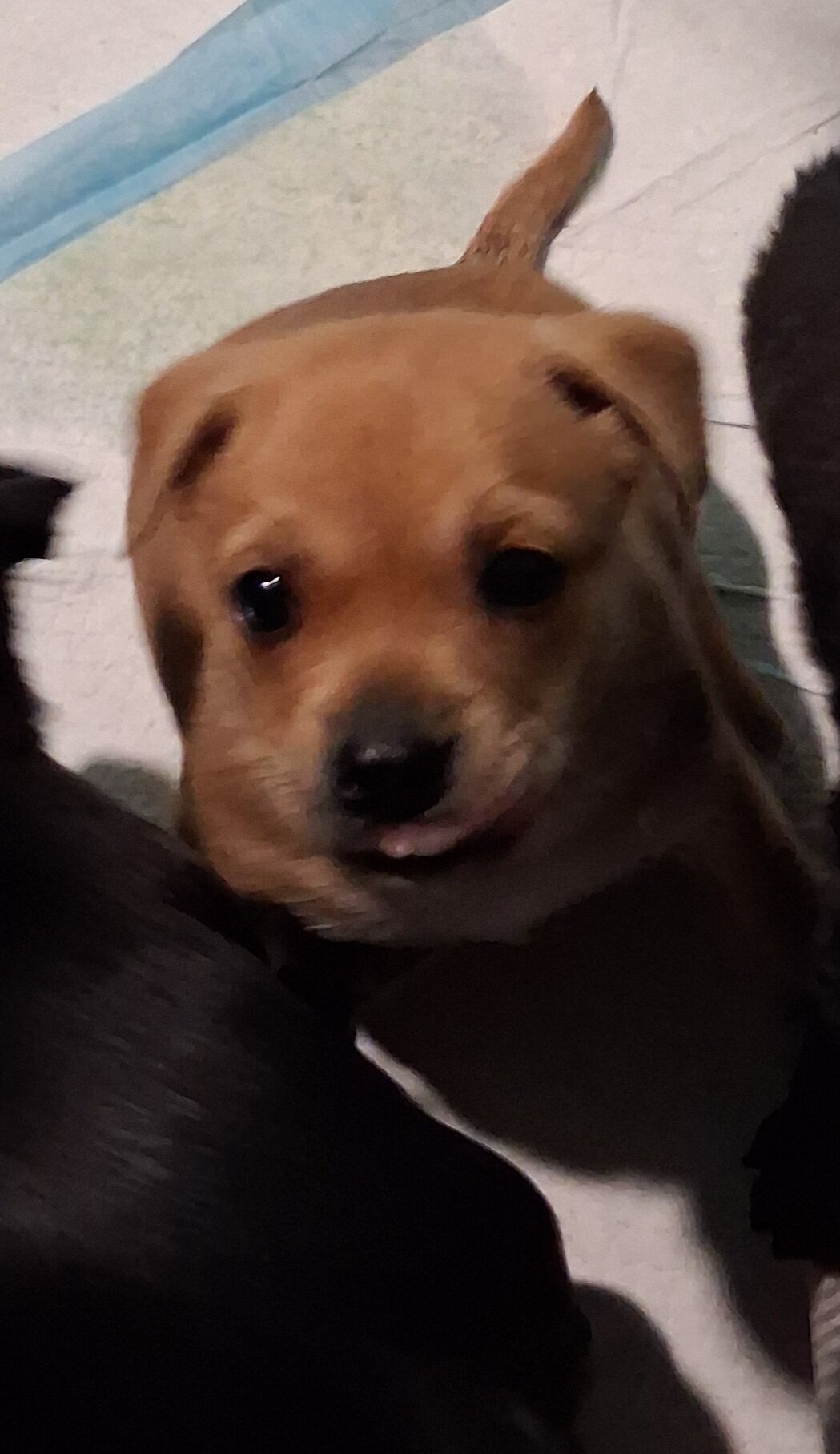 Puppys image 2