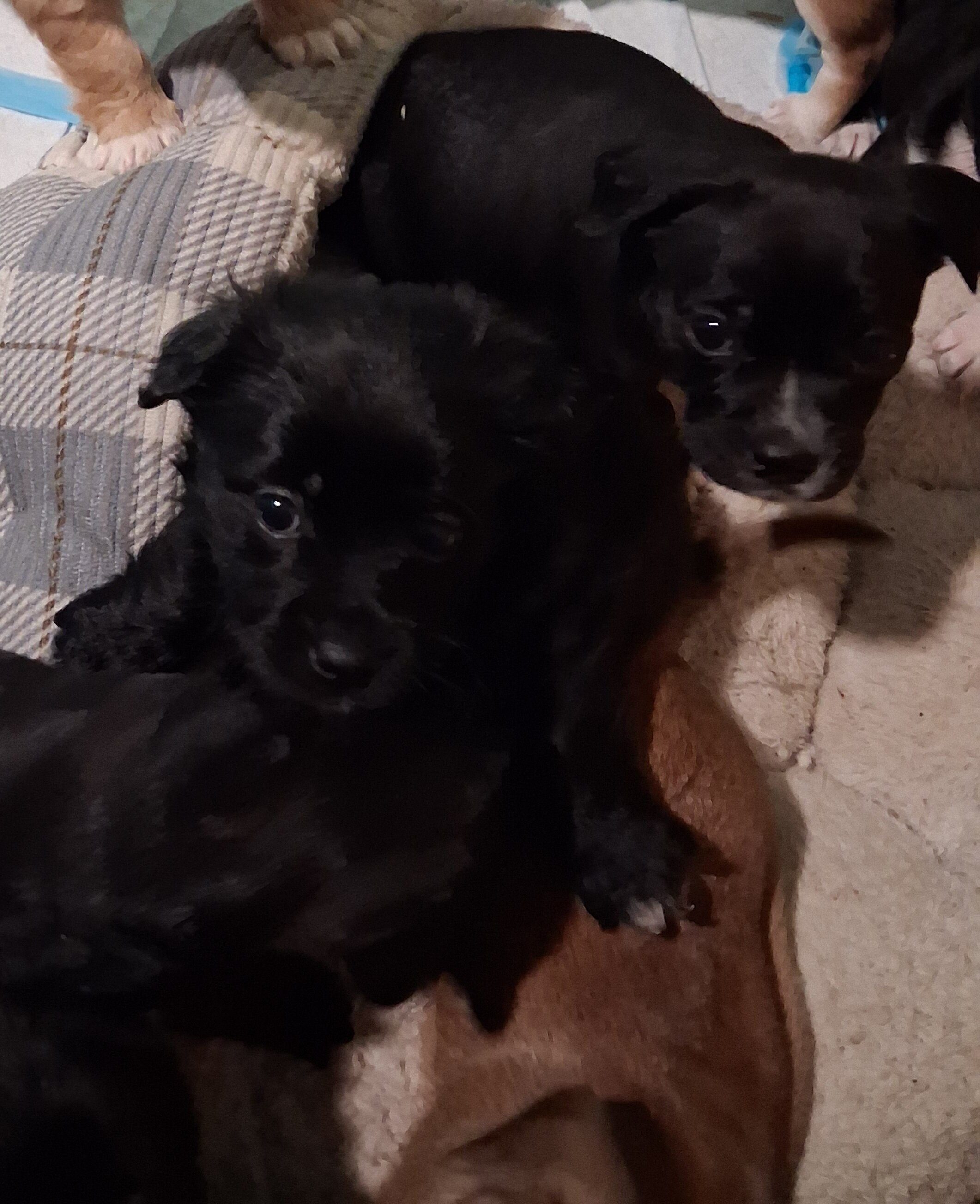 Puppys image 1