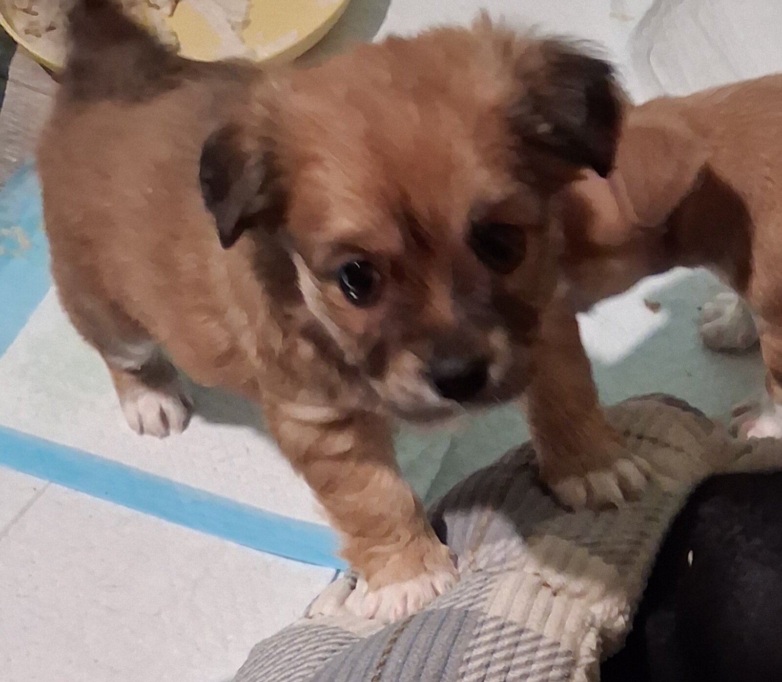 Puppys image 6