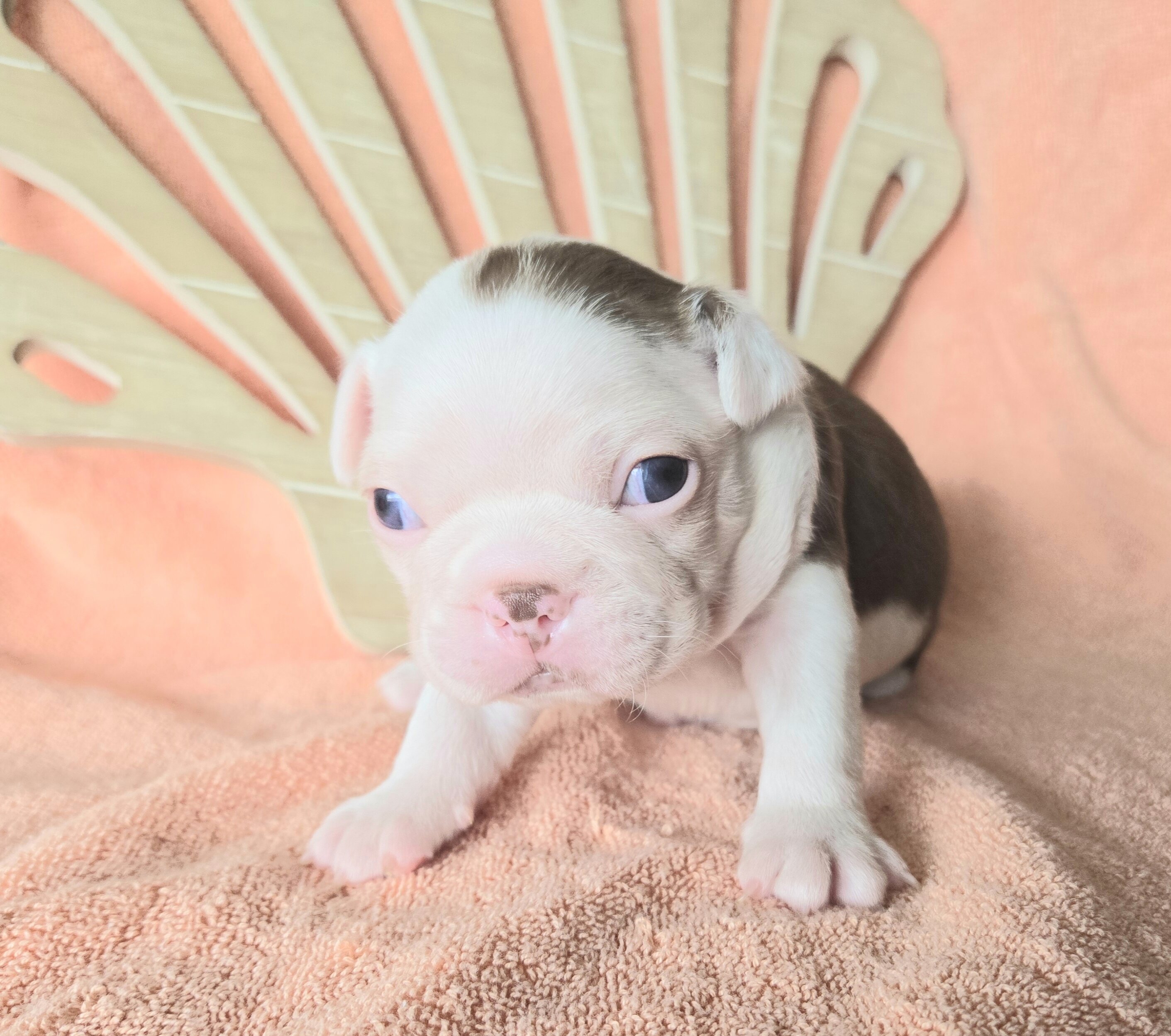 Boston Terrier image 4