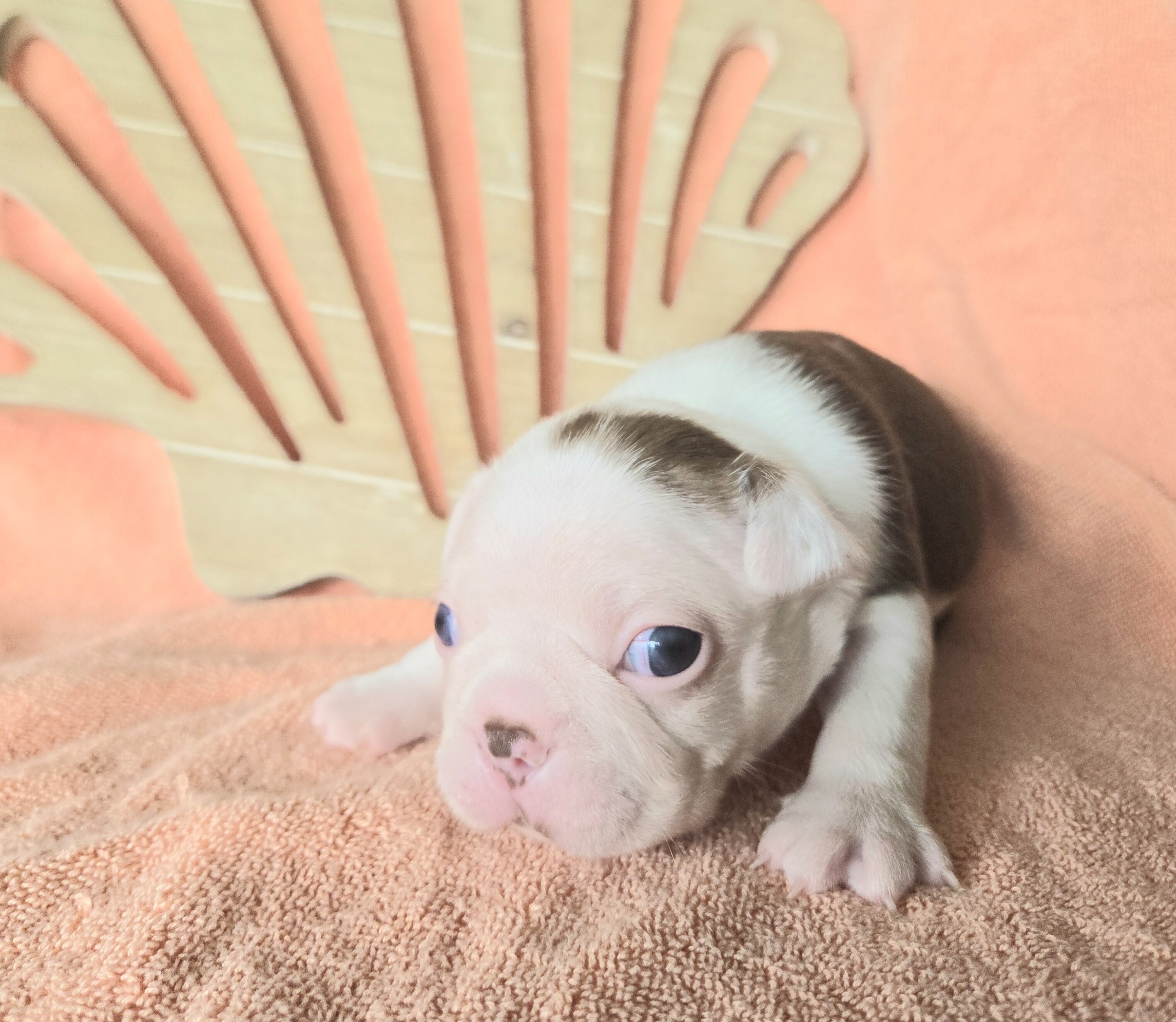 Boston Terrier image 3