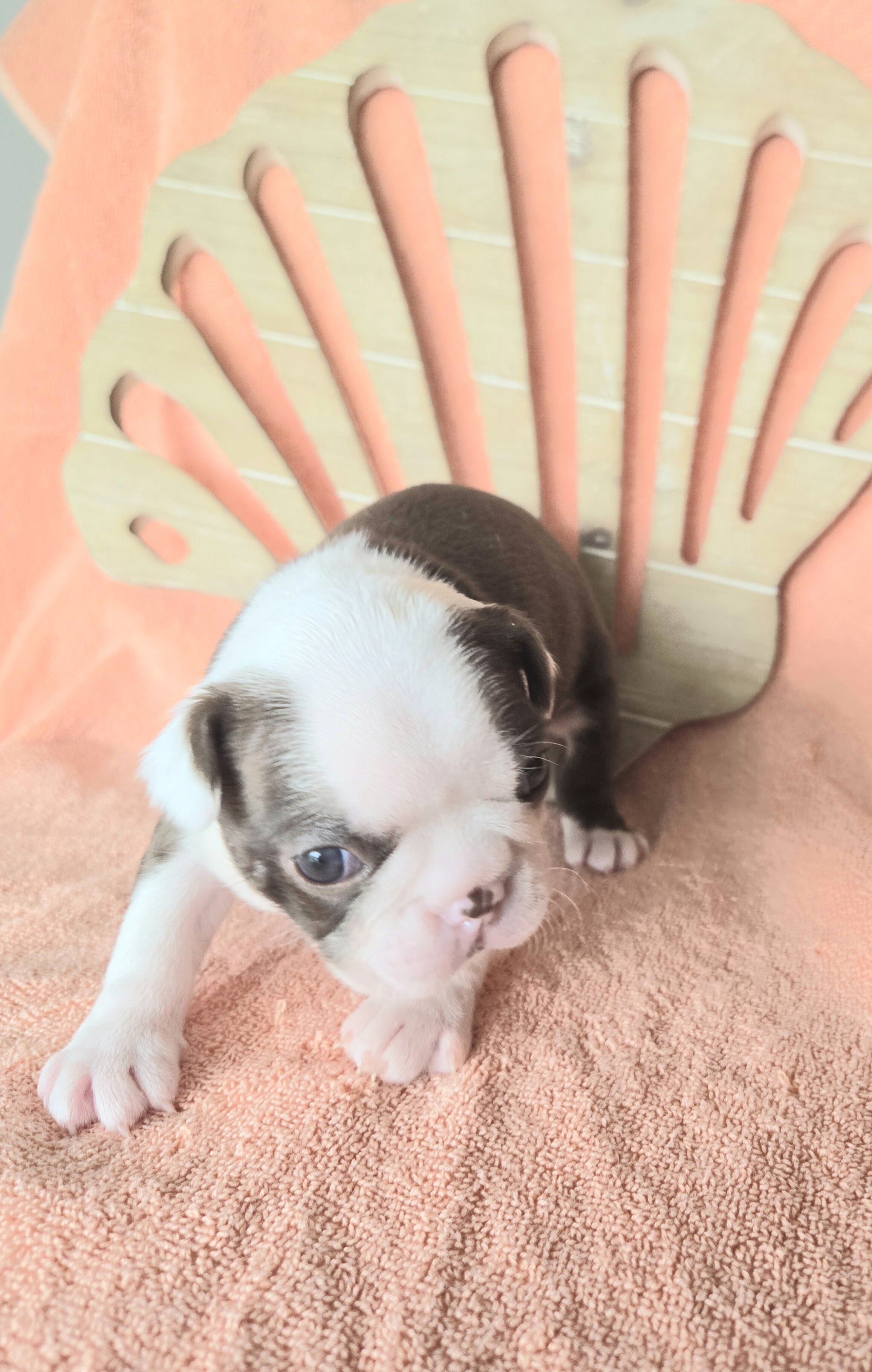 Boston Terrier image 2