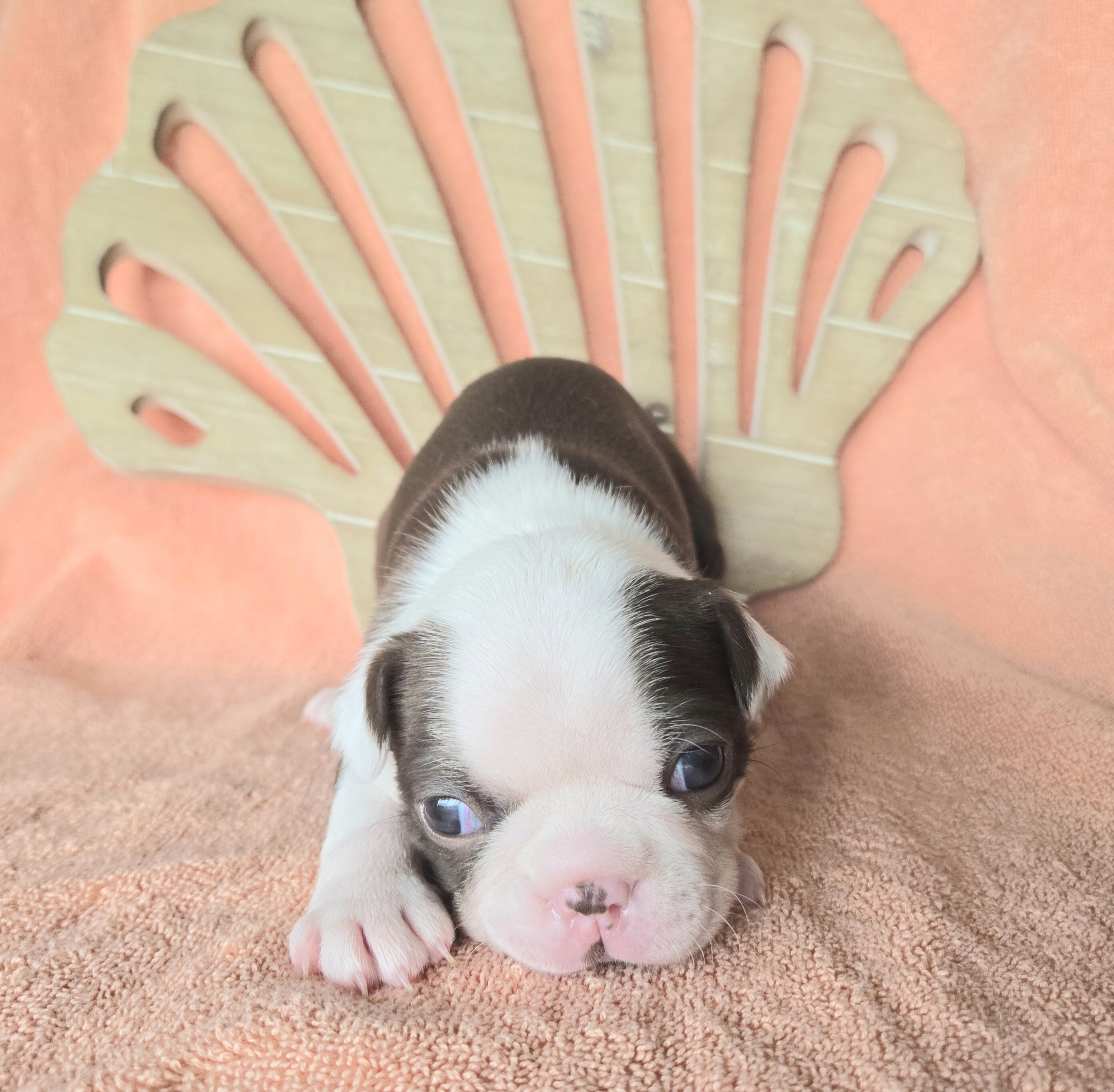 Boston Terrier image 1
