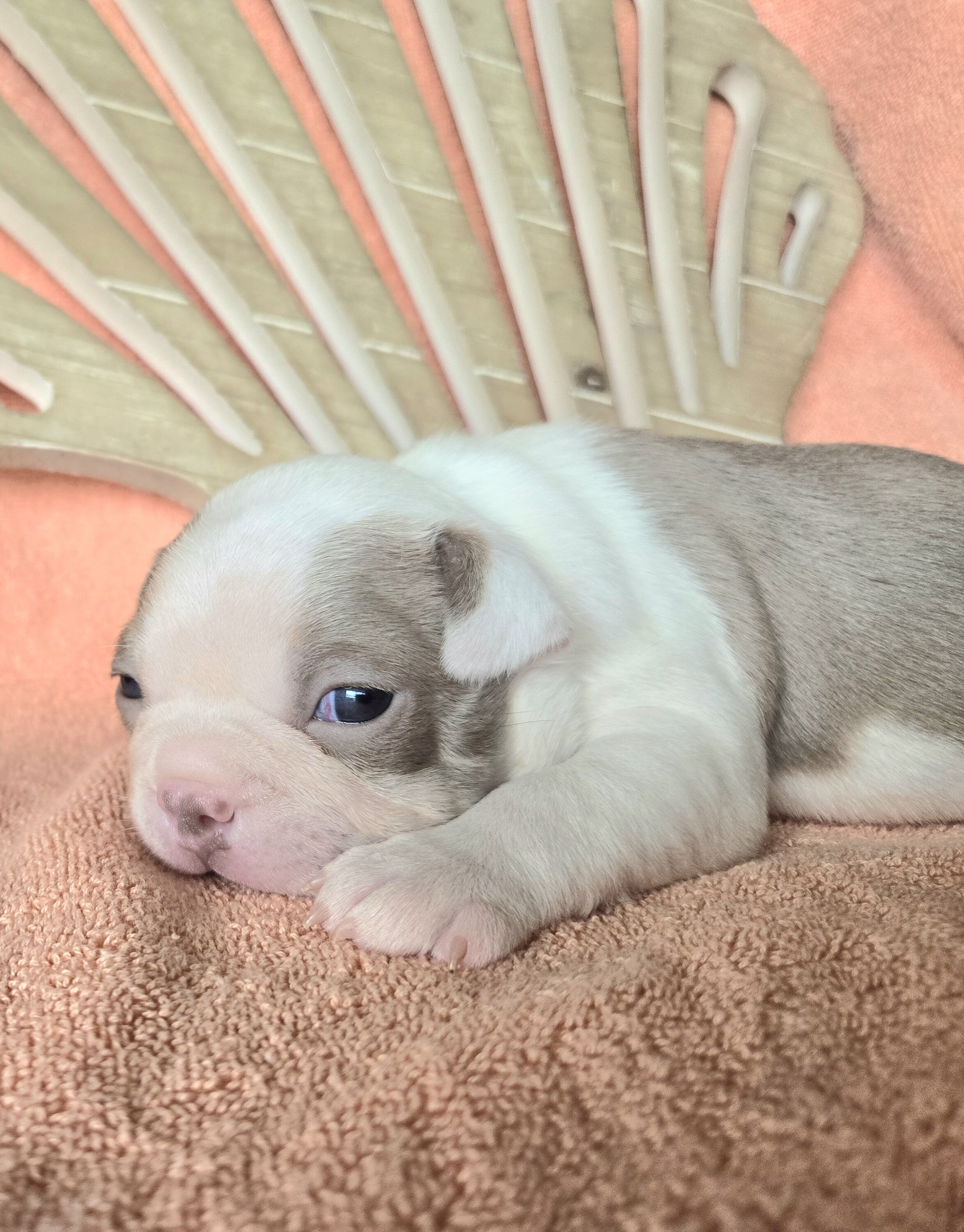 Boston Terrier image 6