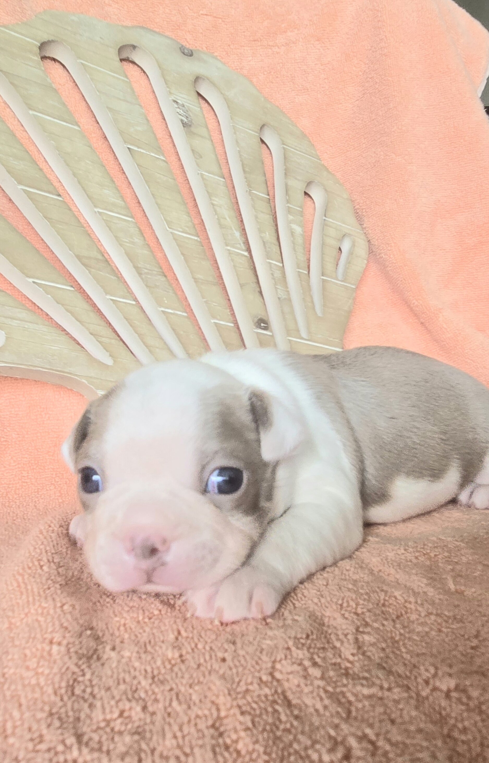 Boston Terrier image 5