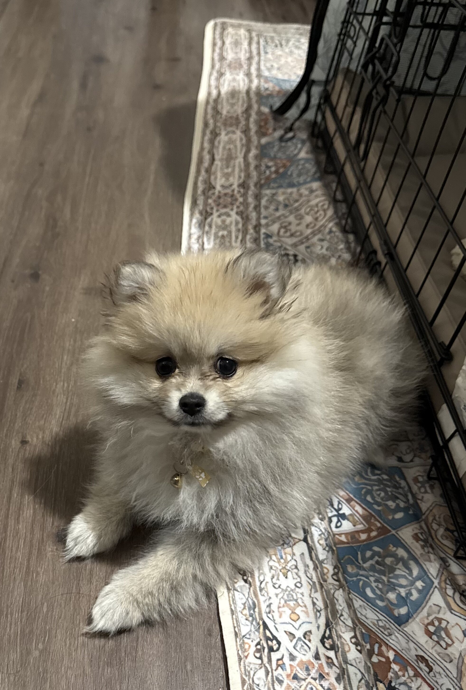 Purebred Pomeranian image 4