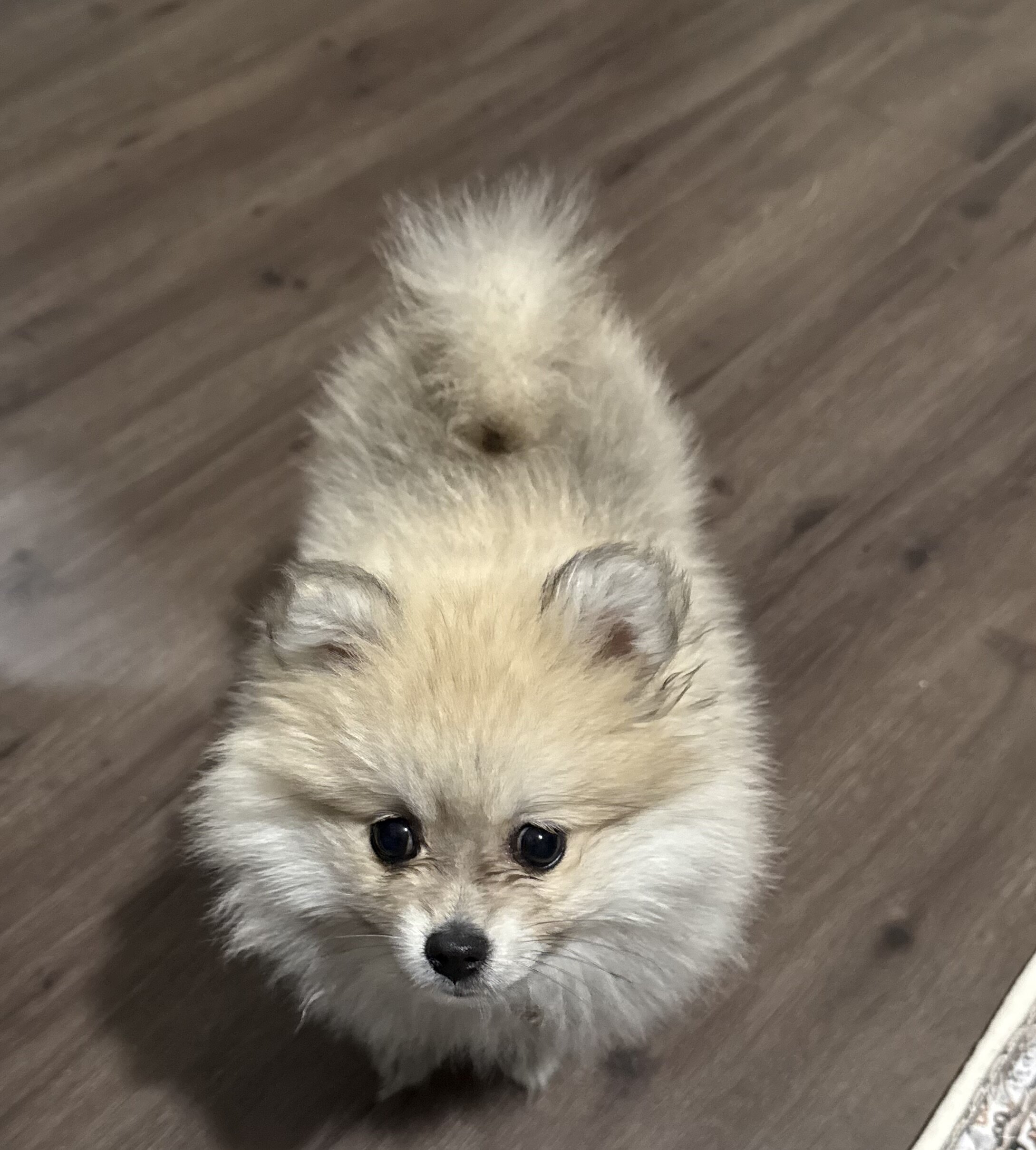 Purebred Pomeranian image 3
