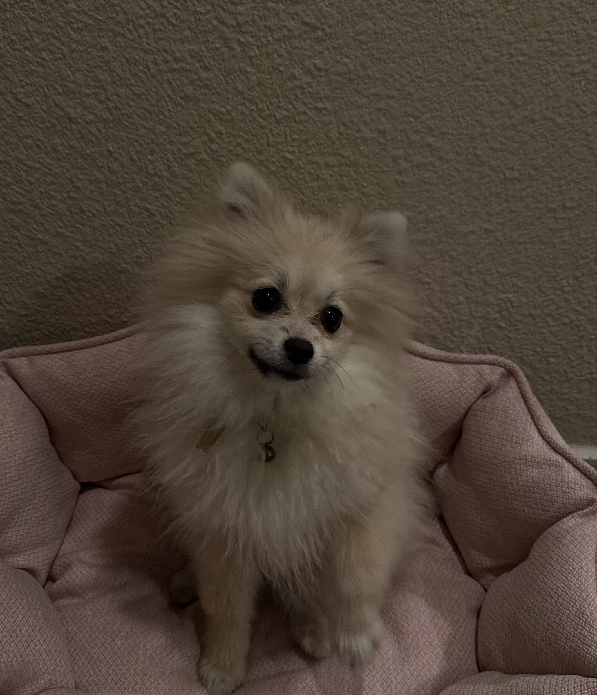 Purebred Pomeranian image 1