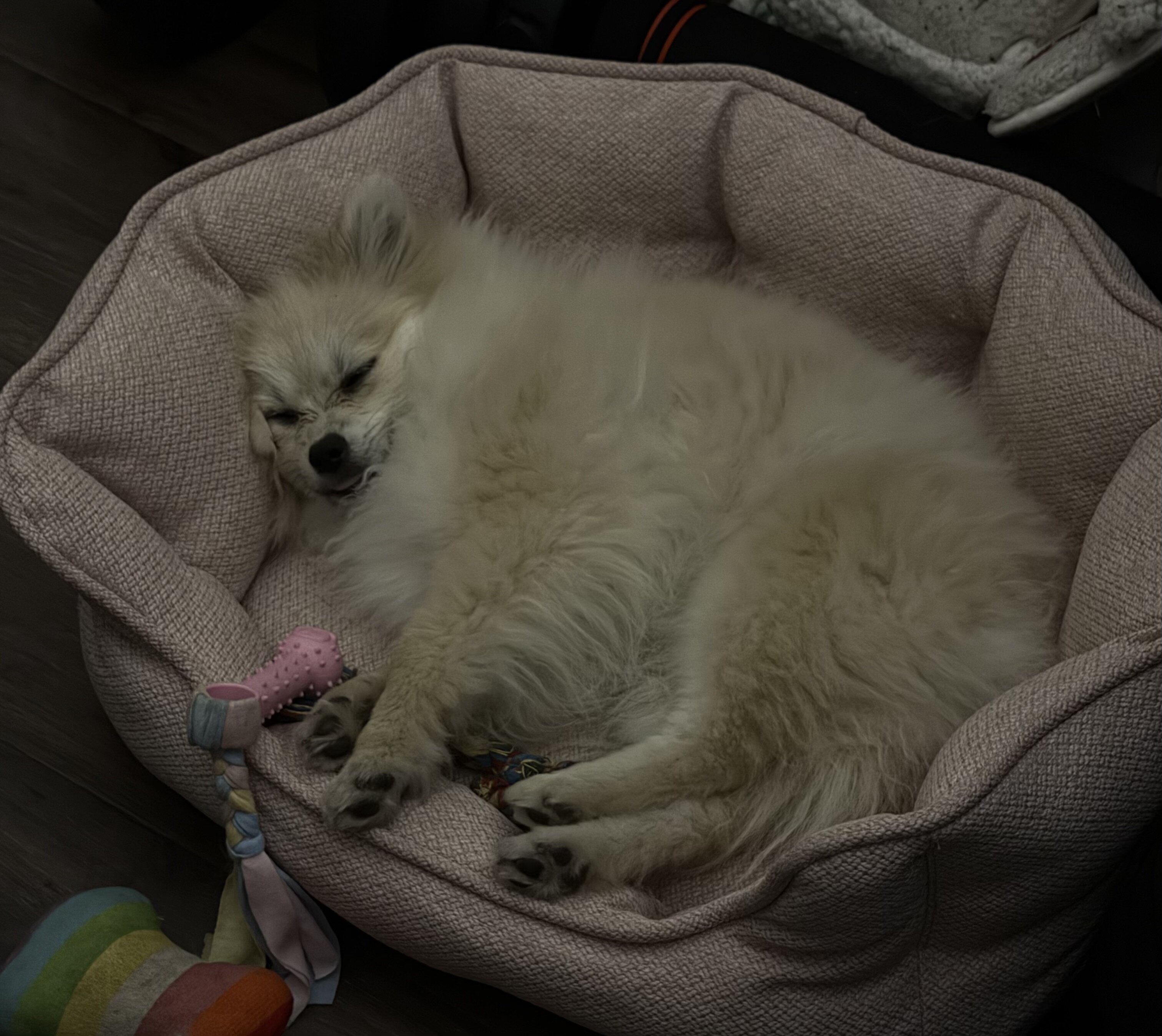 Purebred Pomeranian image 2