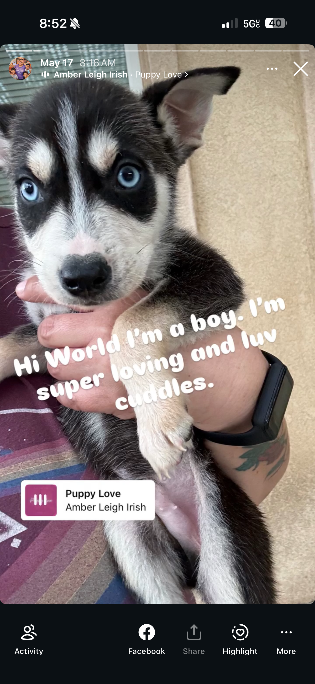 Pitsky pups for sale 5 males 2 females image 7