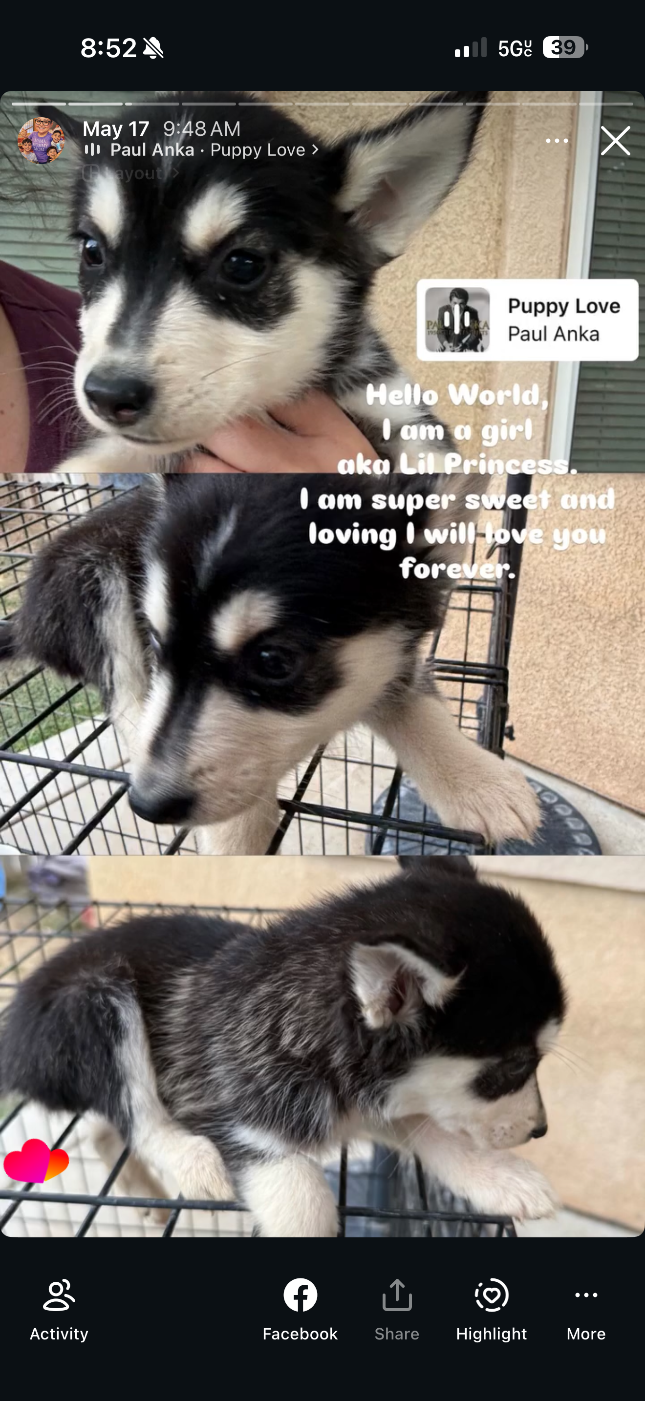 Pitsky pups for sale 5 males 2 females image 6